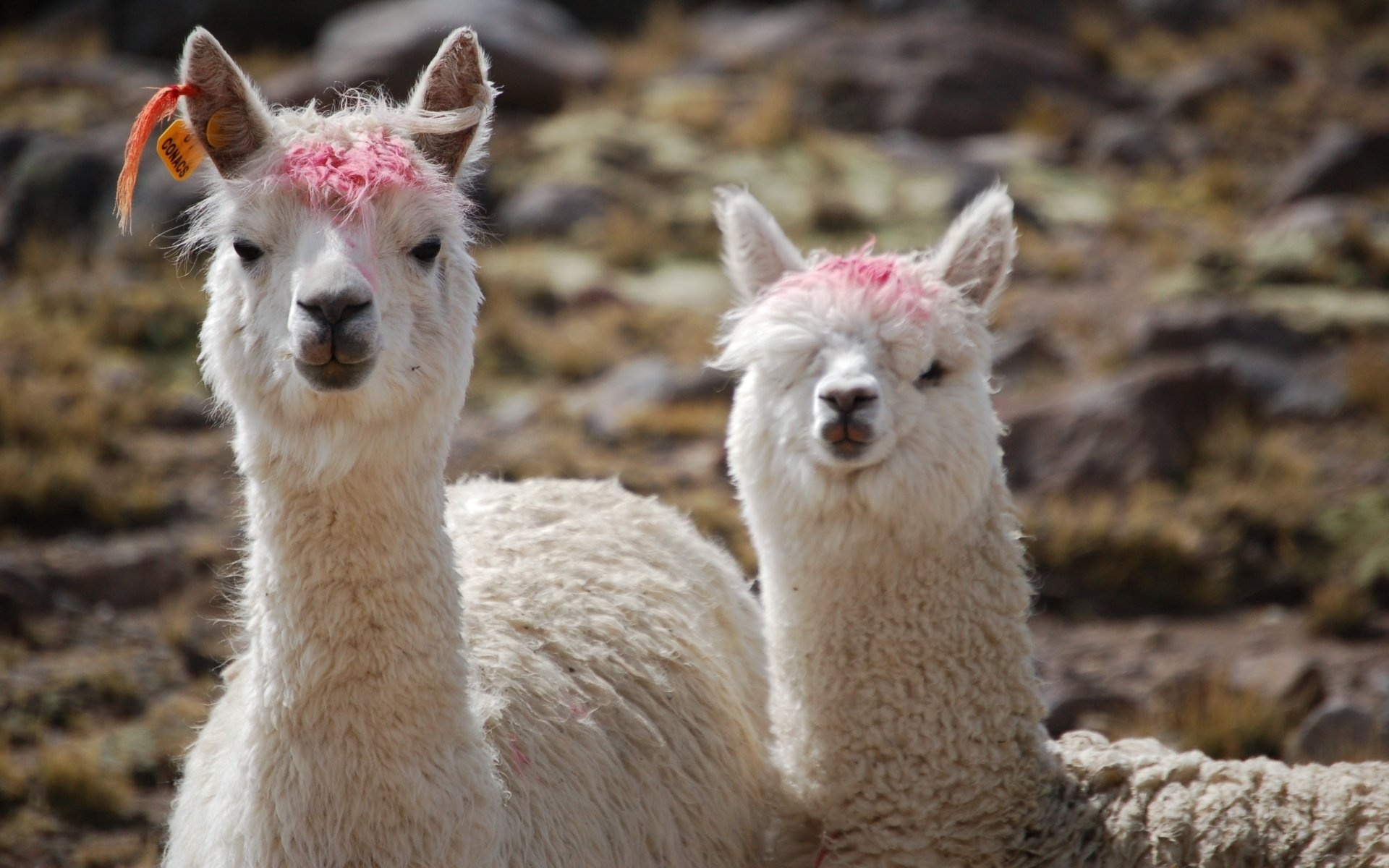 Adorable alpaca, Graceful creature, Fuzzy wool, Cute expression, 1920x1200 HD Desktop