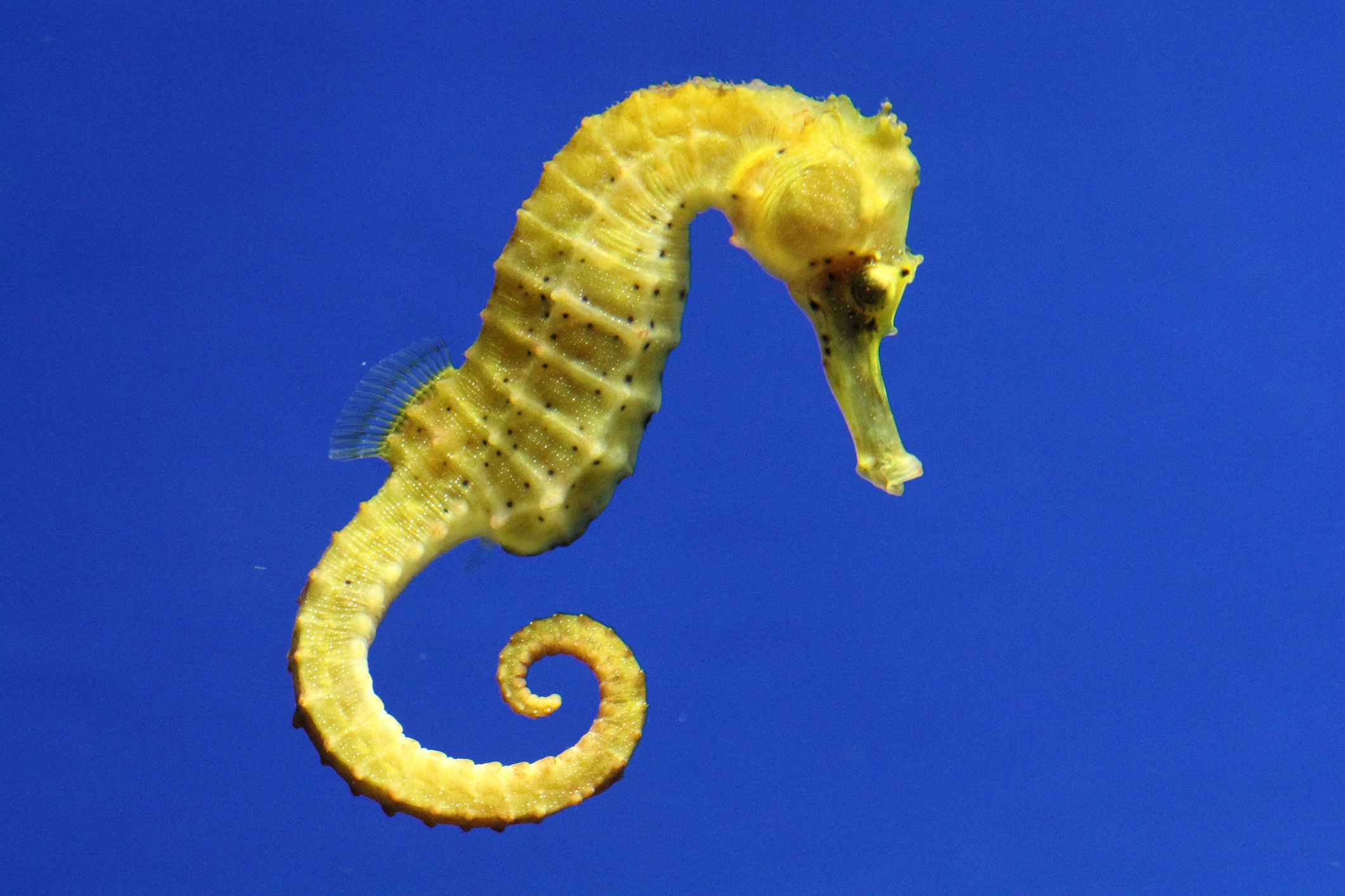 The common, Seahorses Wallpaper, 2130x1420 HD Desktop