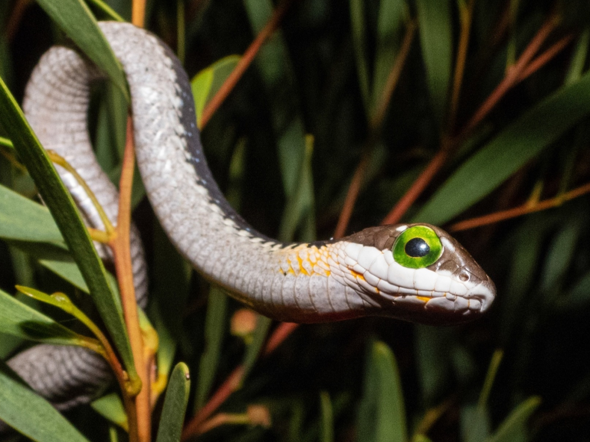 Boomslang, Dispholidus typus, Inaturalist photos, Green snake, 2000x1500 HD Desktop