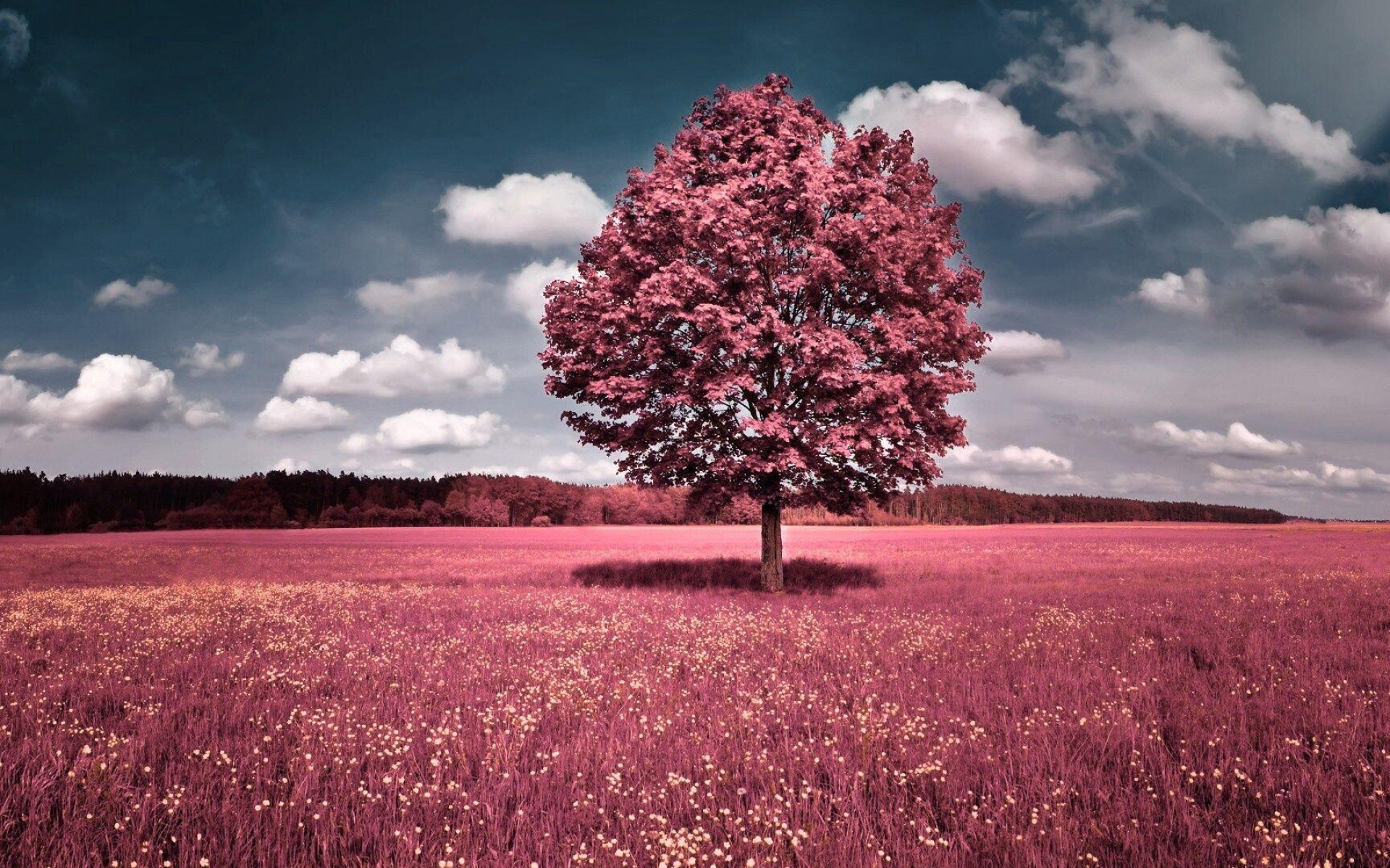 Tree, Girly Wallpaper, 1920x1200 HD Desktop