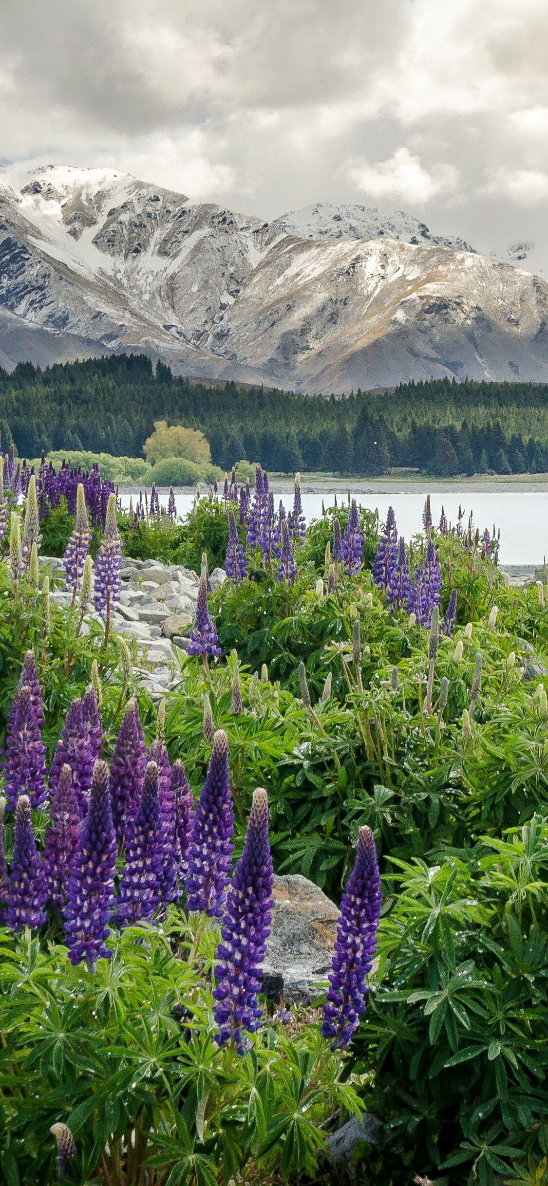 New Zealand Mountains, Flowers lake wallpaper, iPhone wallpaper, Natural beauty, 1130x2440 HD Phone