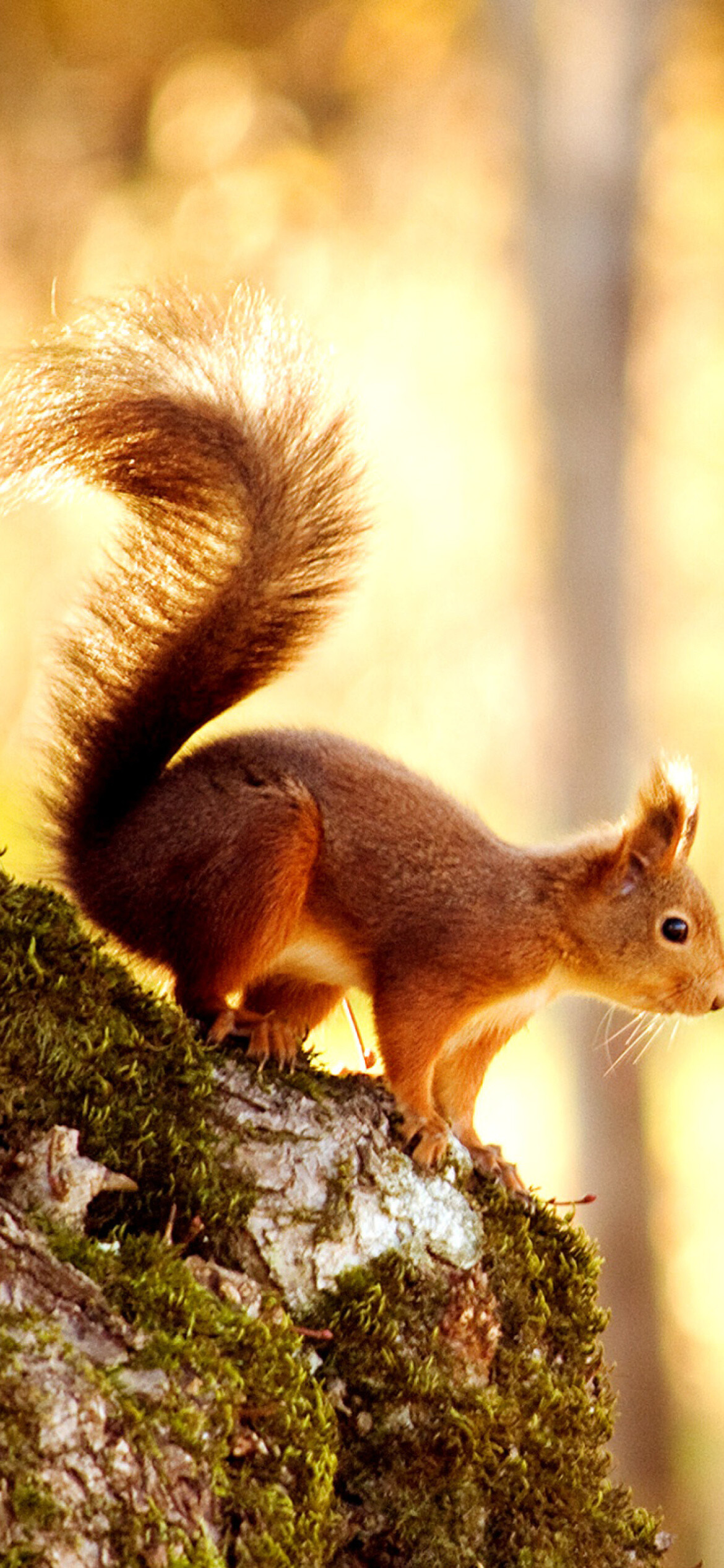 Squirrel in nature, Outdoor scenery, Beautiful backdrop, Wildlife, 1170x2540 HD Phone