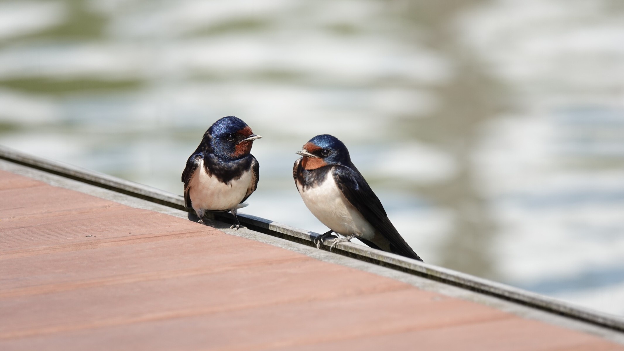 Swallow, Ideal barn host, Conservation efforts, Preservation of birds, 2140x1200 HD Desktop