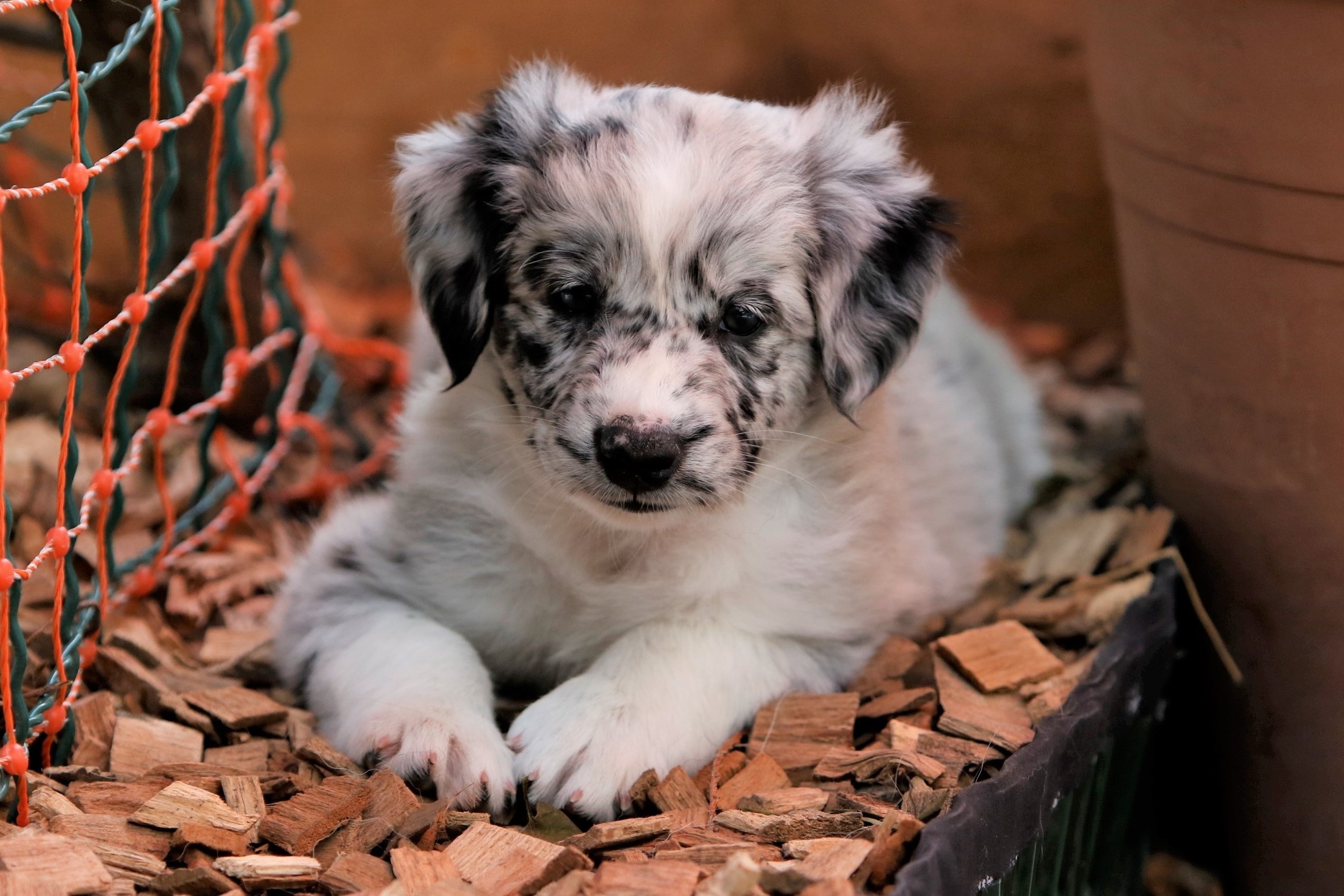 Magicproud Australian Shepherds, Wurf, Photo album, Cherished memories, 2090x1390 HD Desktop