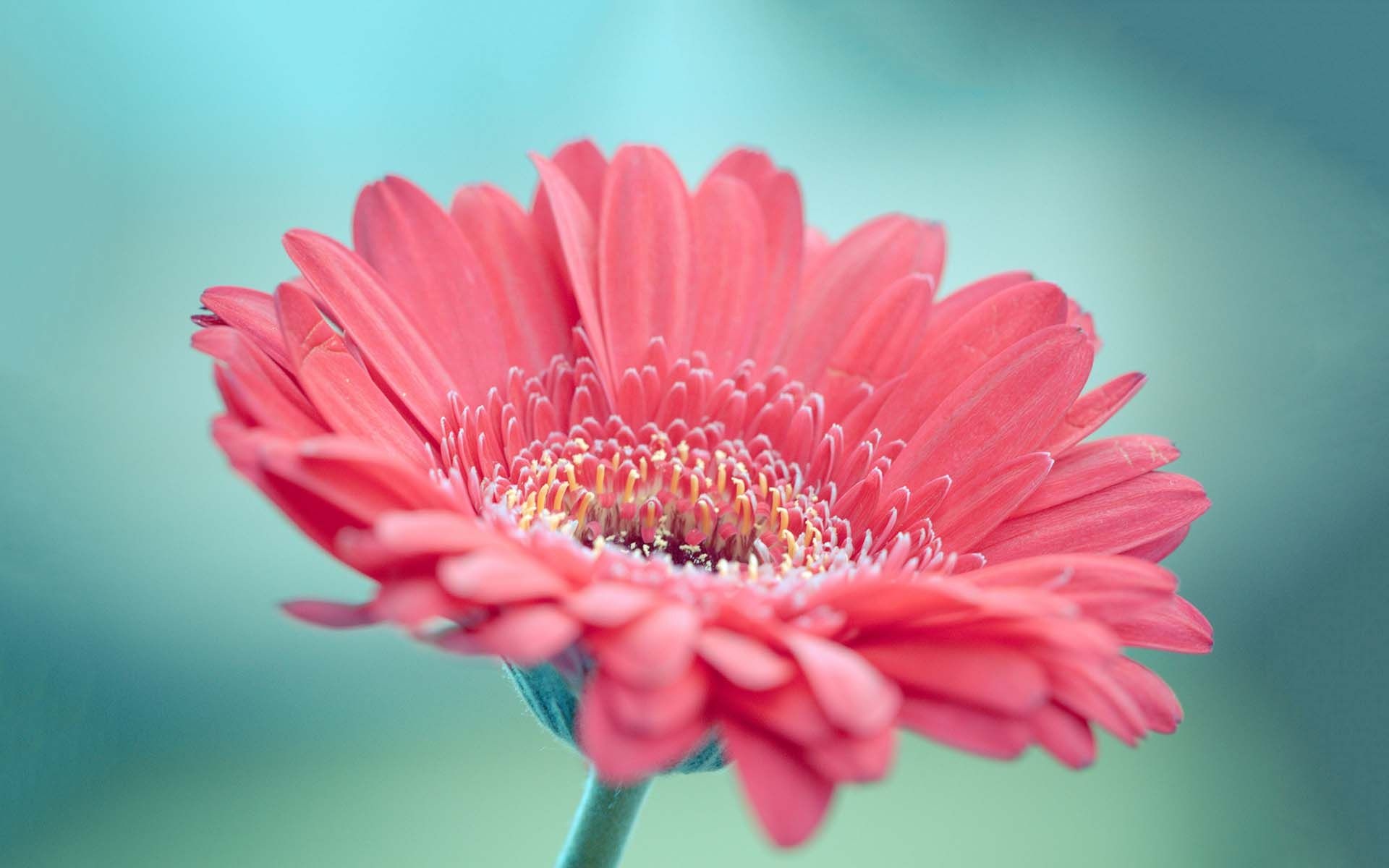 Flowers pink gerbera, Wallpaper for PC, Cool wallpapers, Gerbera flower, 1920x1200 HD Desktop