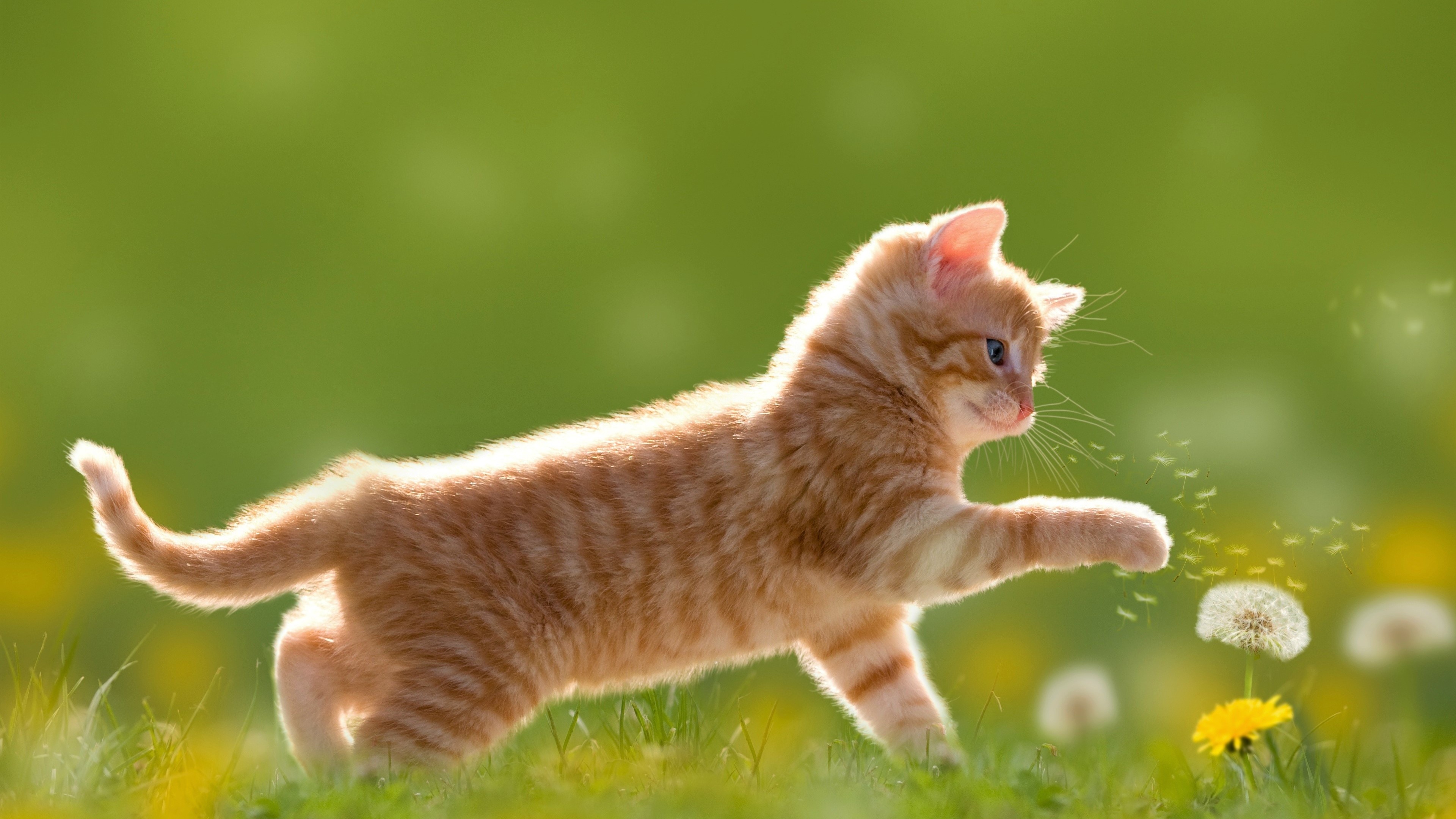 ginger tabby kitten, dandelion seed head, sunny green meadow, 4K Desktop wallpaper