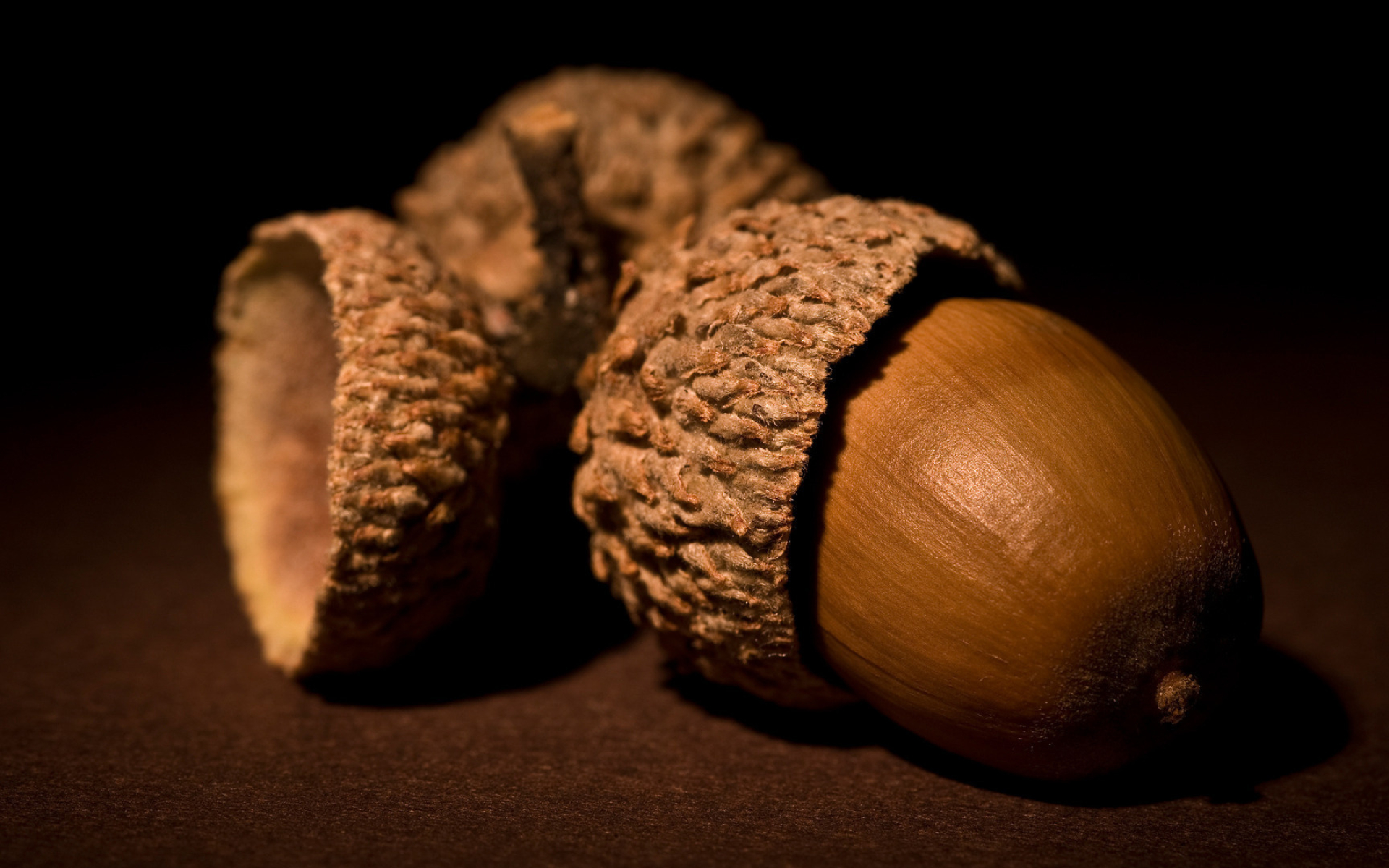 Acorn oak nut, Nature's wonder, Desktop wallpaper, Los Angeles, 1920x1200 HD Desktop