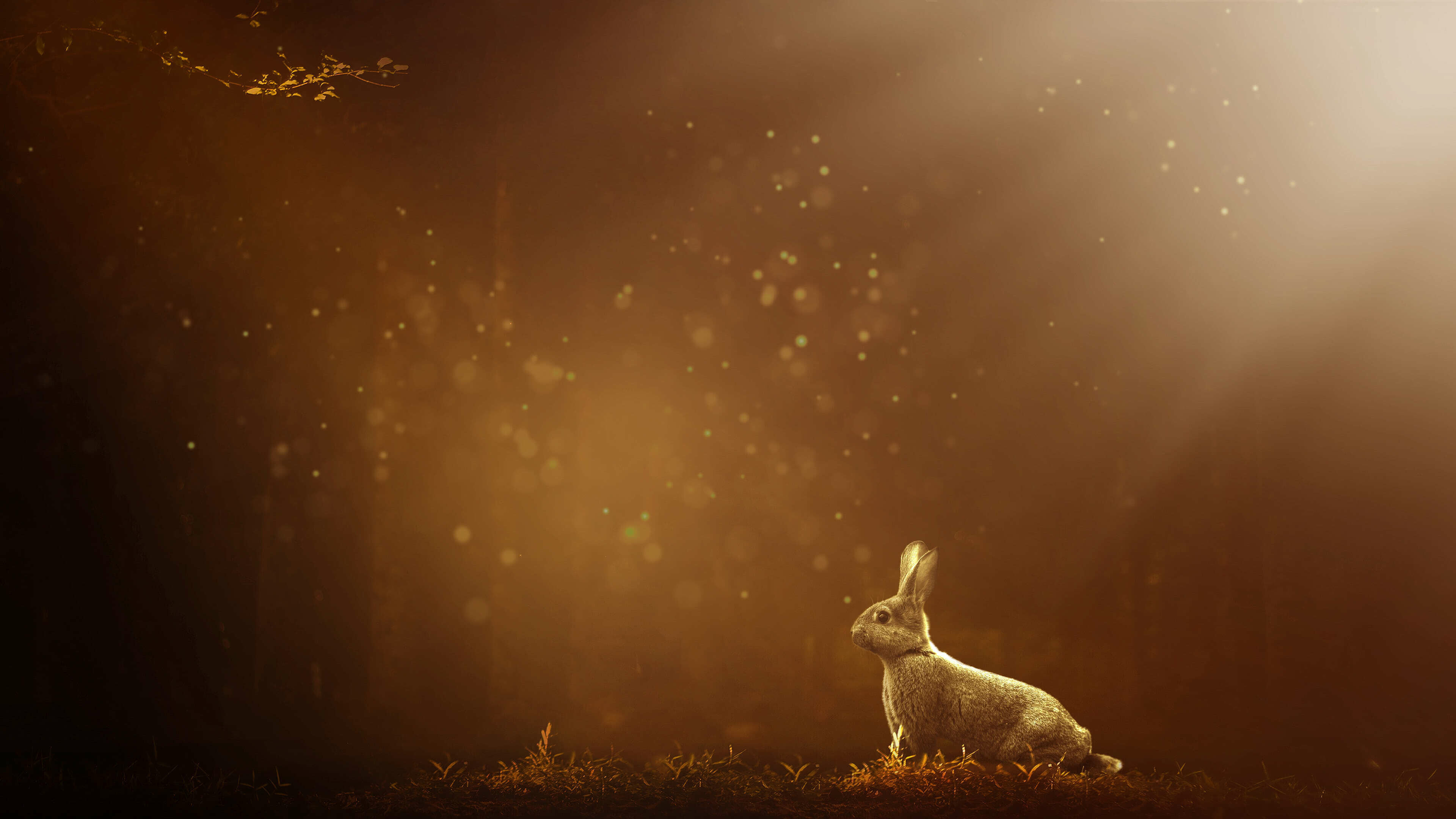 Rabbit UHD 4K wallpaper, Ultra-high definition, Top-notch quality, Stunning details, 3840x2160 4K Desktop