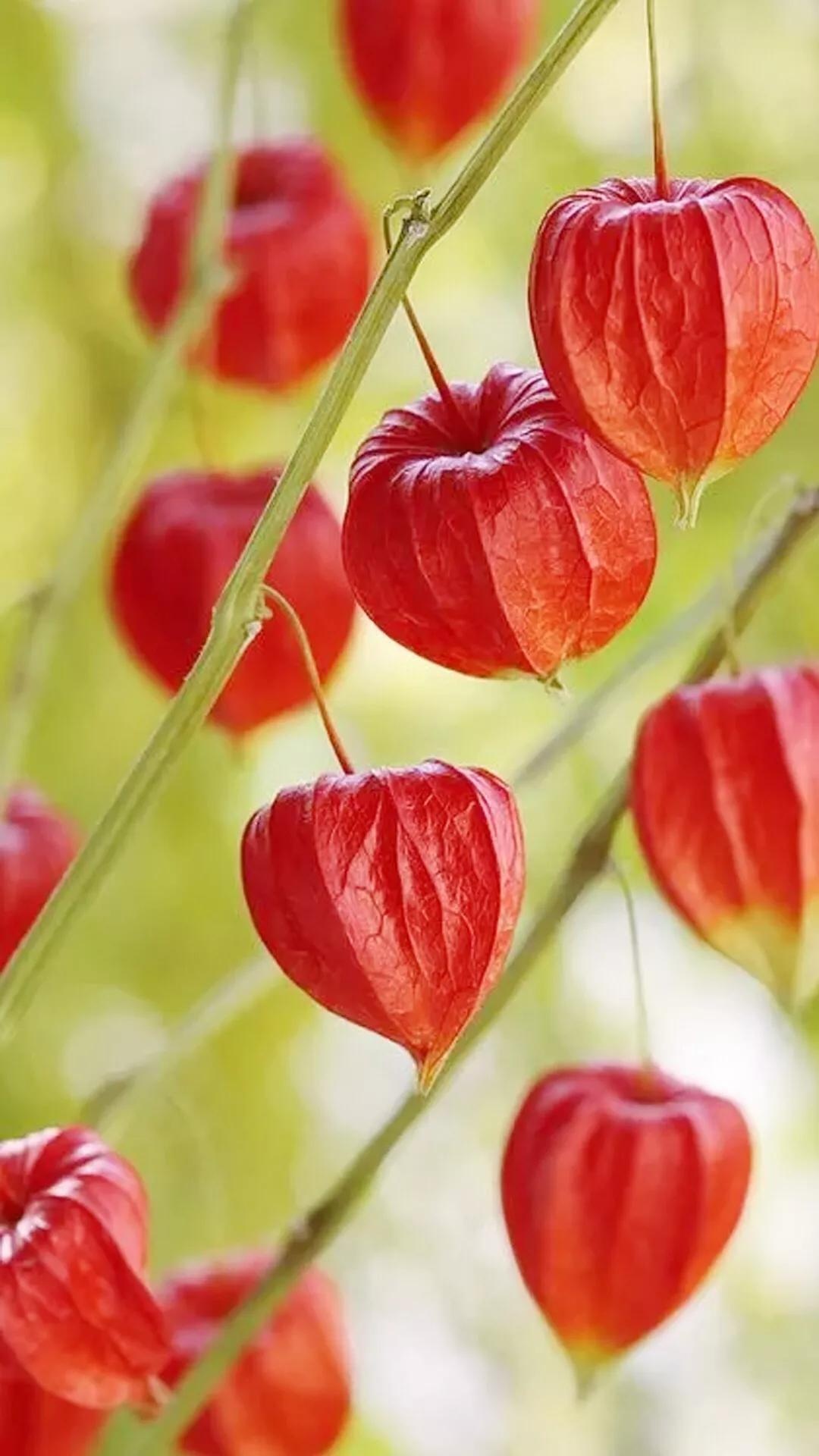 Physalis, Beauty in diversity, Floral wonders, Nature appreciation, 1080x1920 Full HD Phone