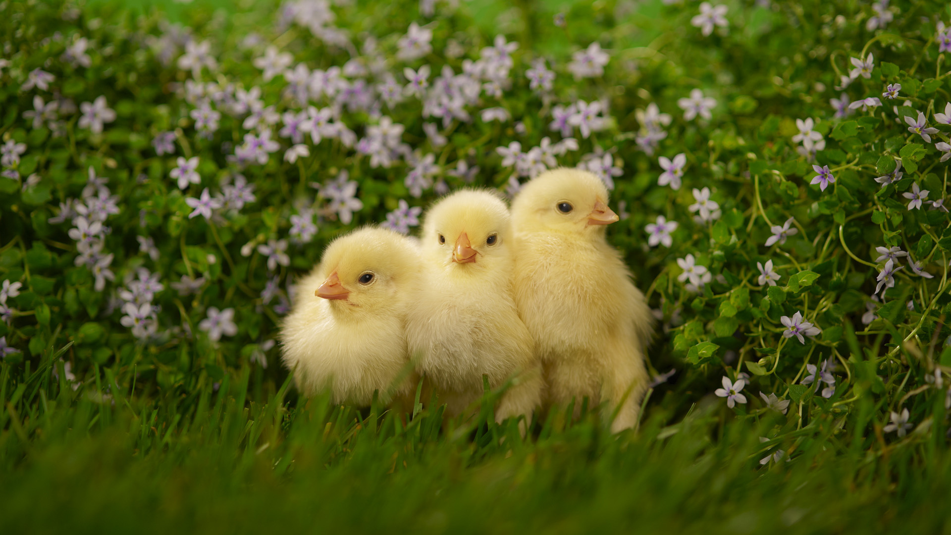 Chicken baby, Cute animal wallpapers, Farmyard innocence, Feathered sweetness, 1920x1080 Full HD Desktop