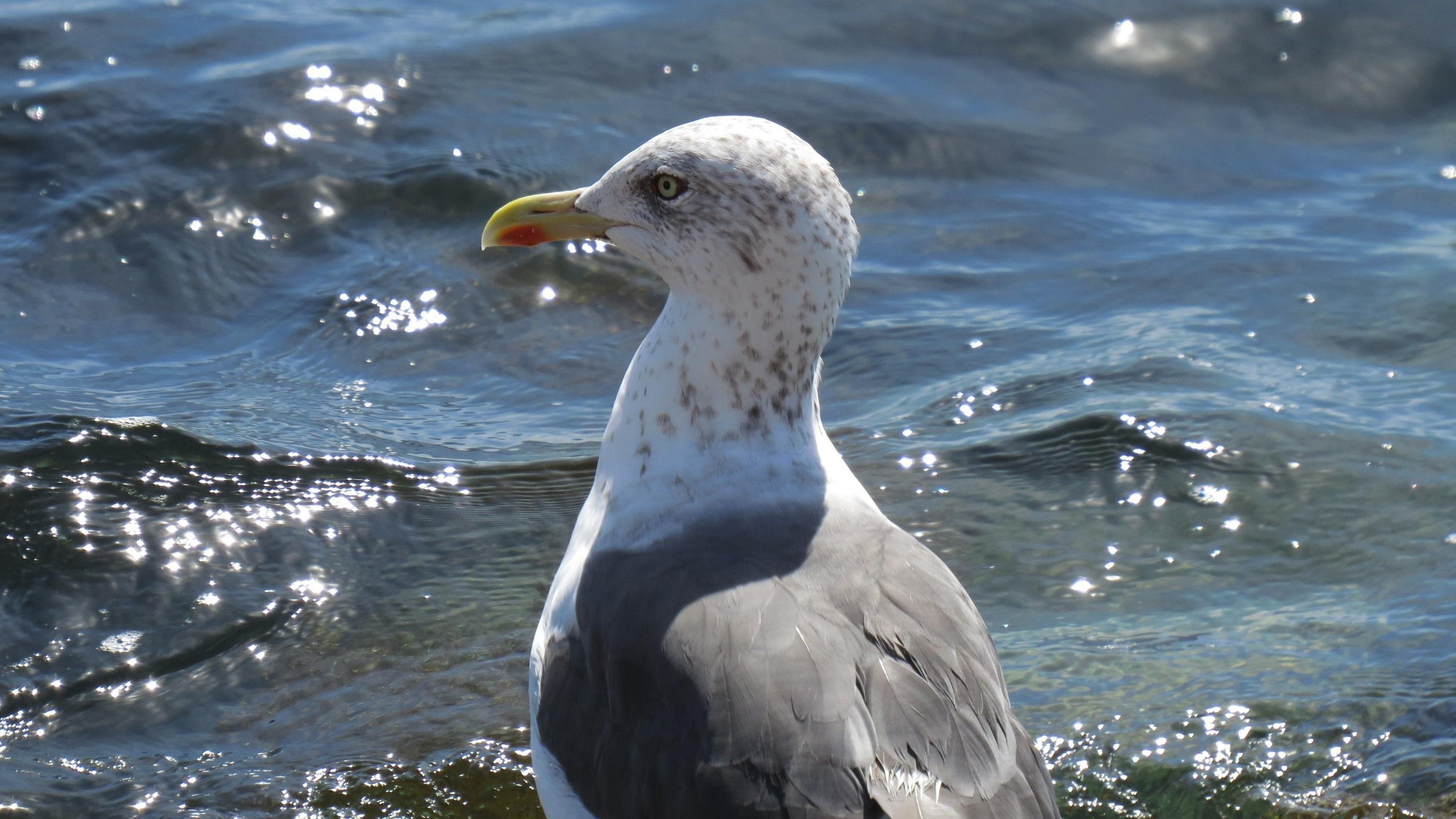 Close-up shot, Seagull details, Mesmerizing visuals, Nature's beauty, 2820x1590 HD Desktop