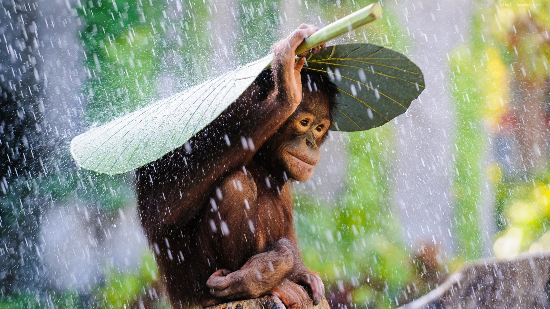 Chimpanzee portrait, Primate wonder, Animal wallpaper, 1920x1080 Full HD Desktop