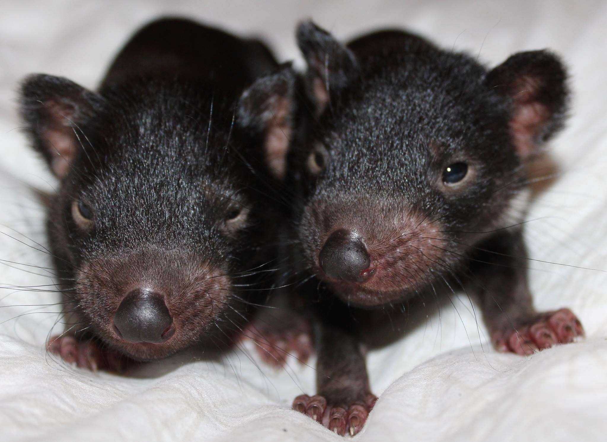 Tasmanian Devil wallpapers, High-quality Devil images, Free wallpapers download, Devil-themed backgrounds, 2050x1500 HD Desktop