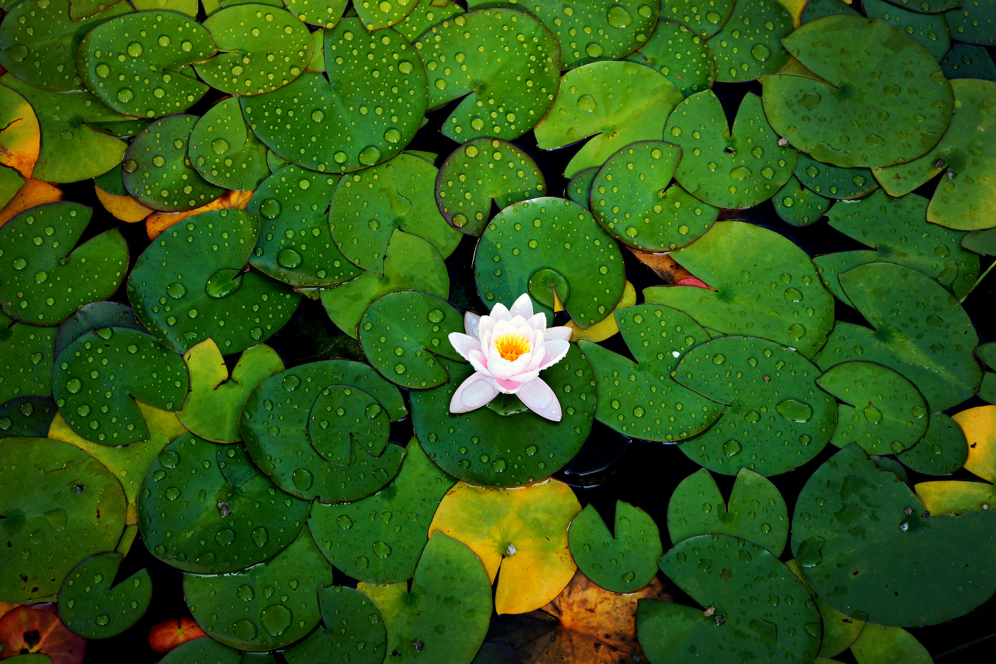 Water Lily, Nature-inspired wallpaper, Serene atmosphere, Floral beauty, 2050x1370 HD Desktop