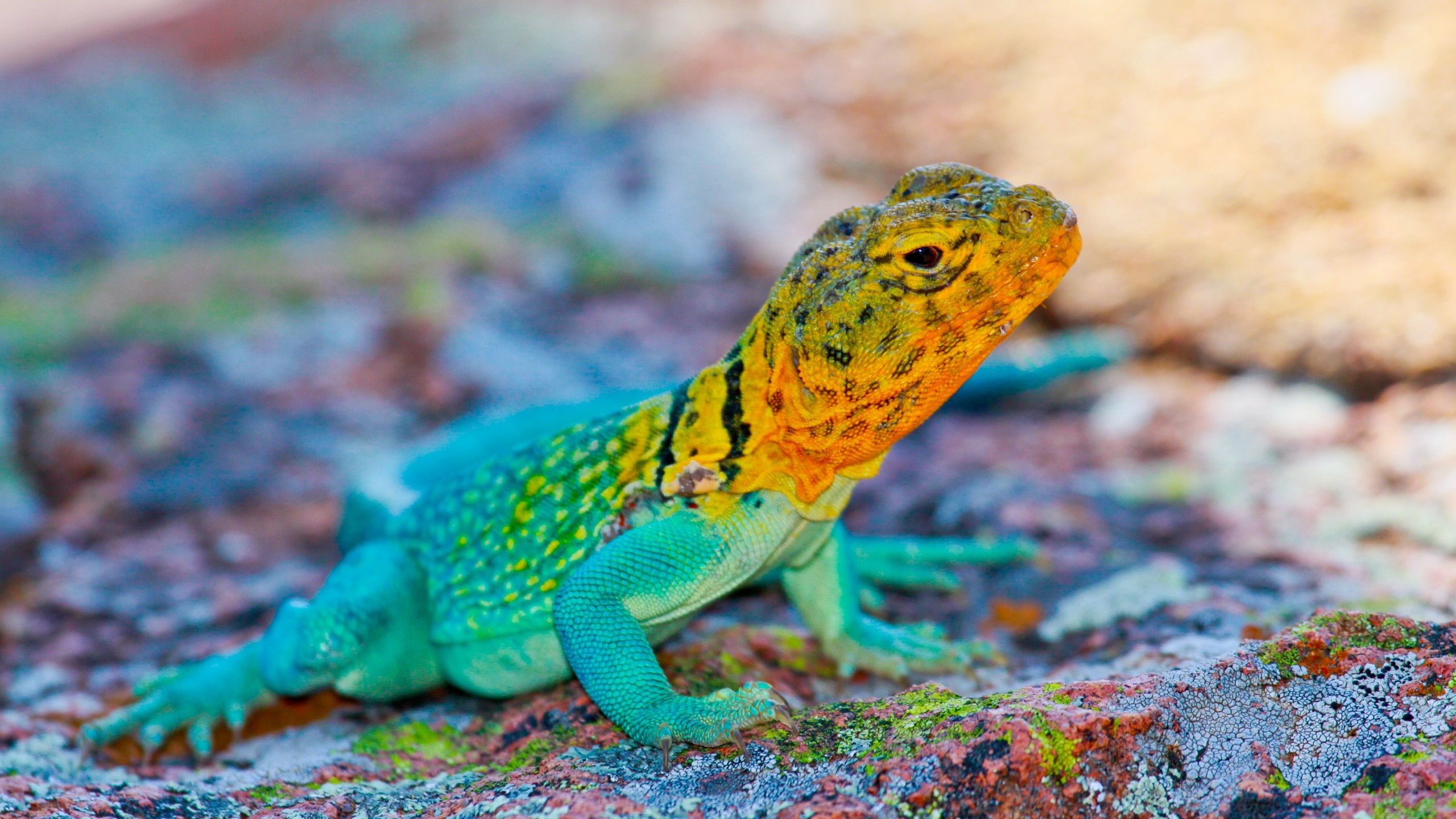 Crotaphytus collaris enchantment, Colorful lizards, Beautiful stone, Reptilian beauty, 2560x1440 HD Desktop