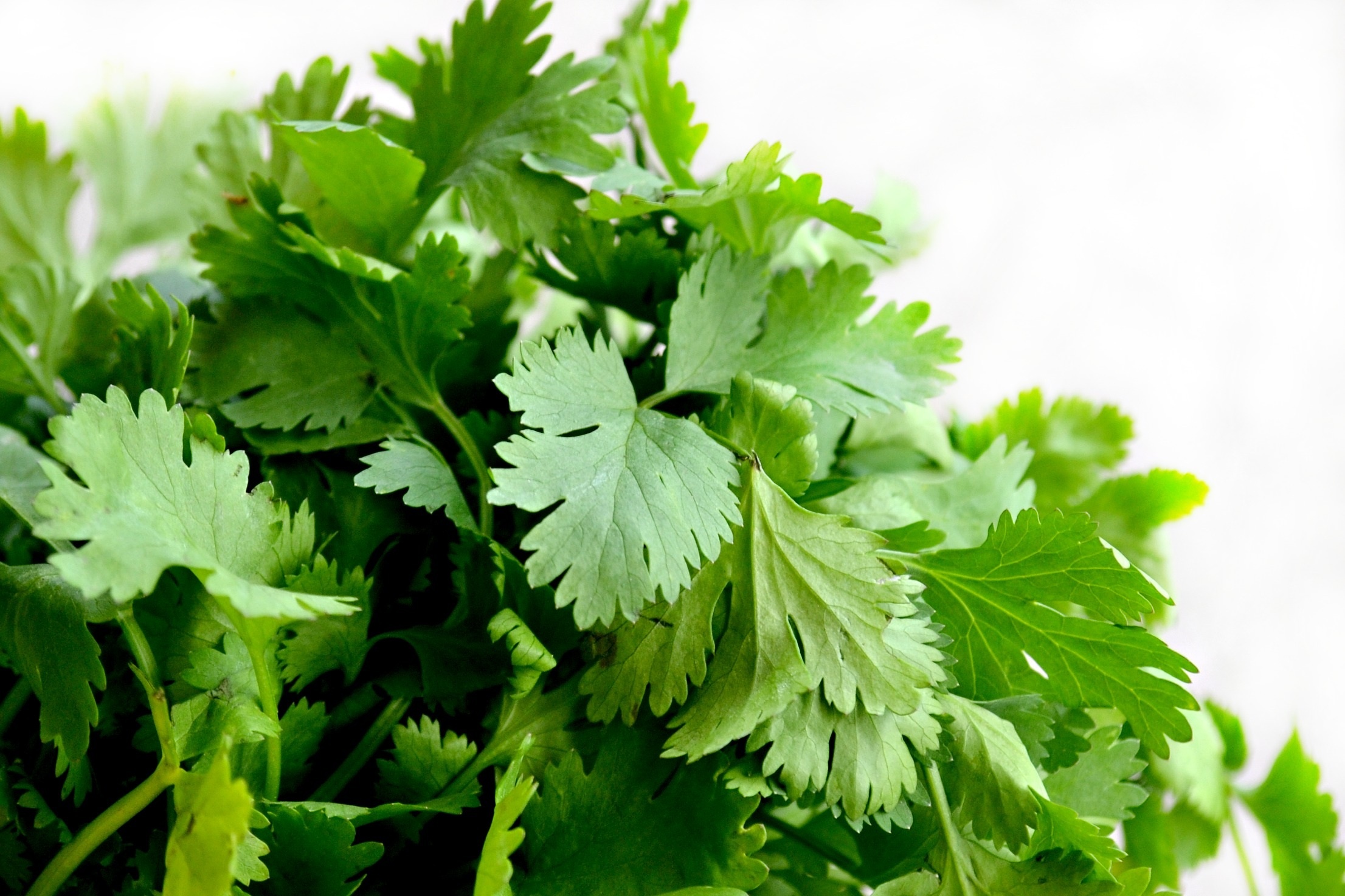 Cilantro bunch, Fresh herb, Culinary ingredient, Simple white background, 2220x1480 HD Desktop