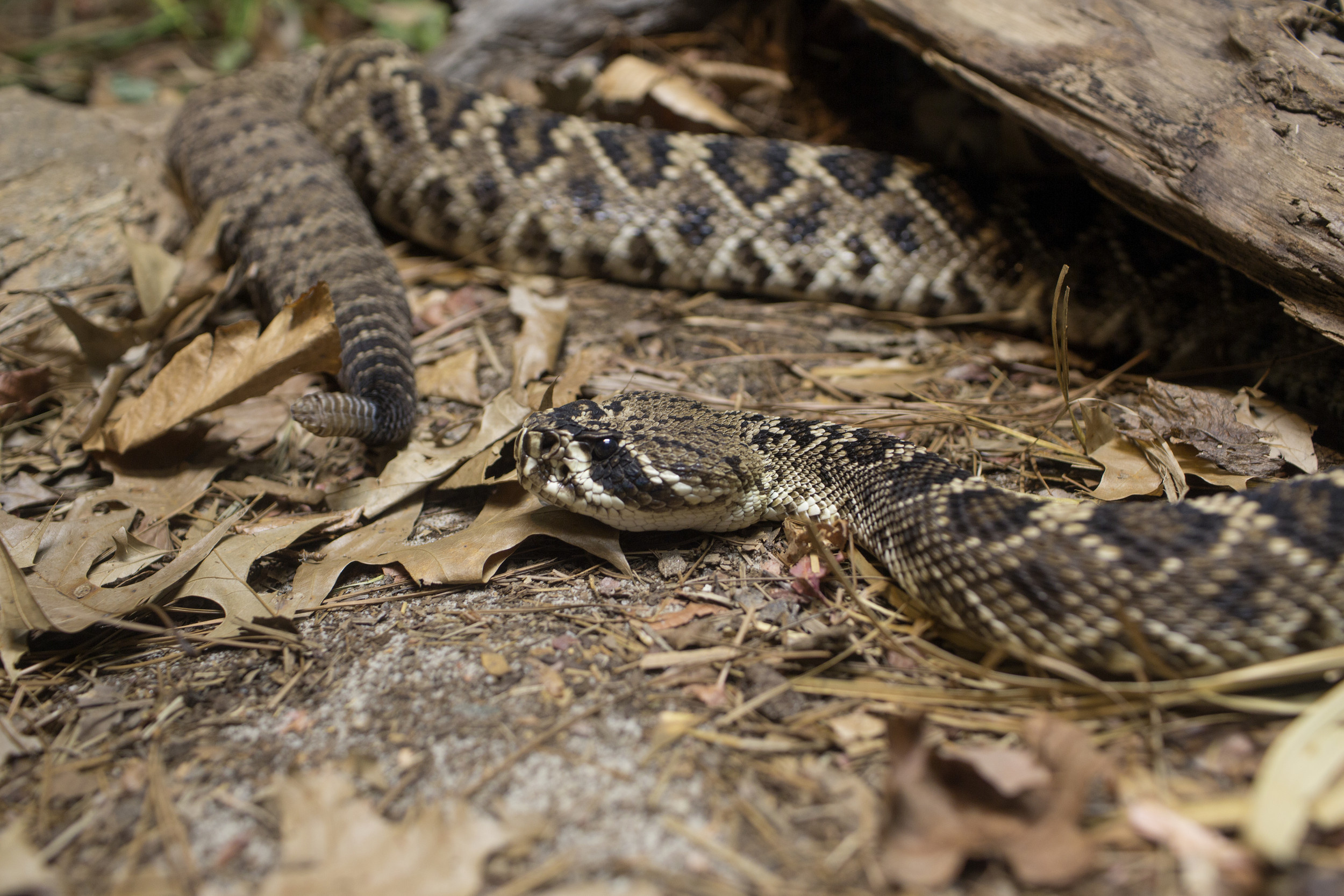 Rattlesnake encounter, California teen's fright, Unexpected bite, Terrifying outcome, 2500x1670 HD Desktop