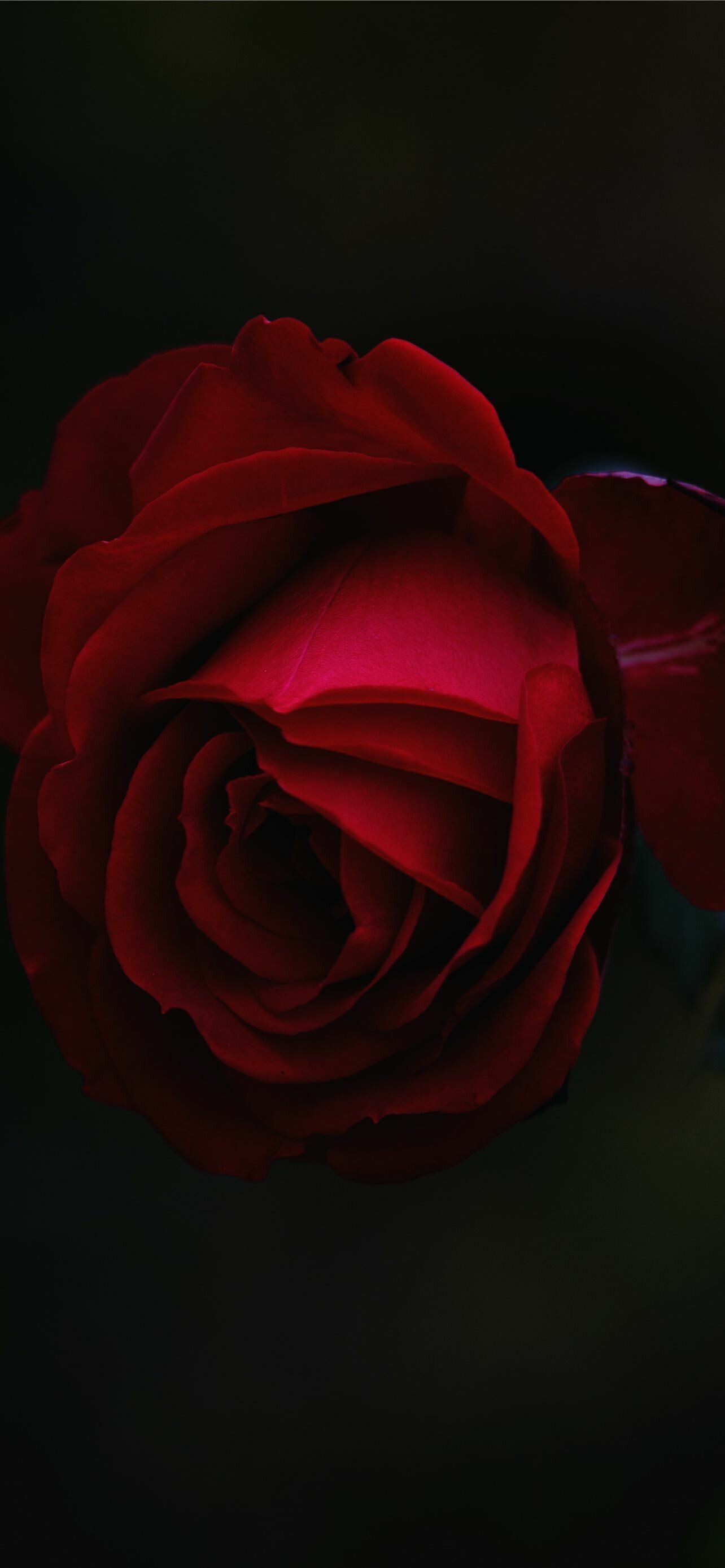 Red rose flower, Captivating beauty, Stunning petals, Love's symbol, 1290x2780 HD Phone