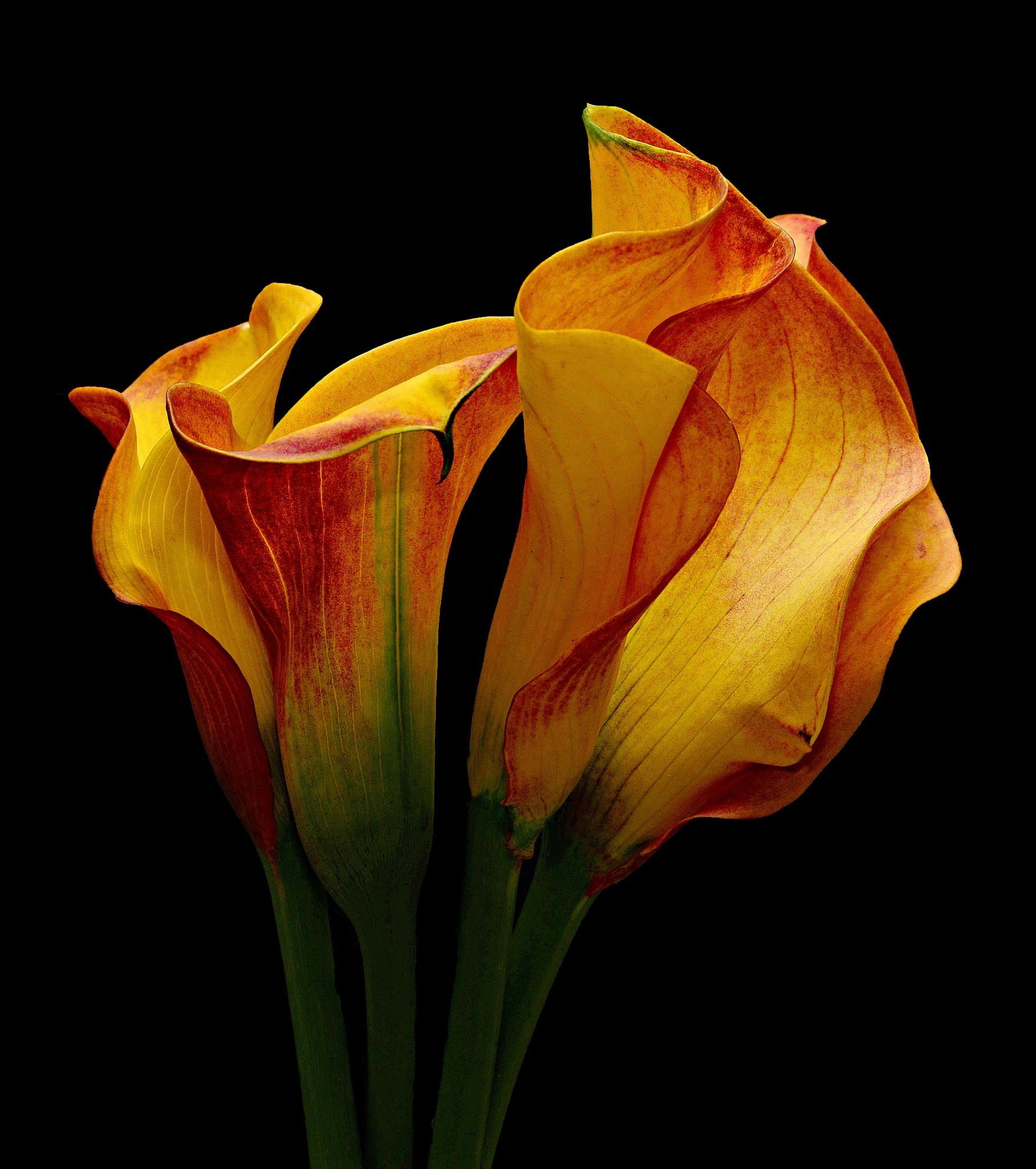 Calla Lily, Yellow and red lilies, Floral enchantment, Graceful elegance, 1820x2050 HD Phone