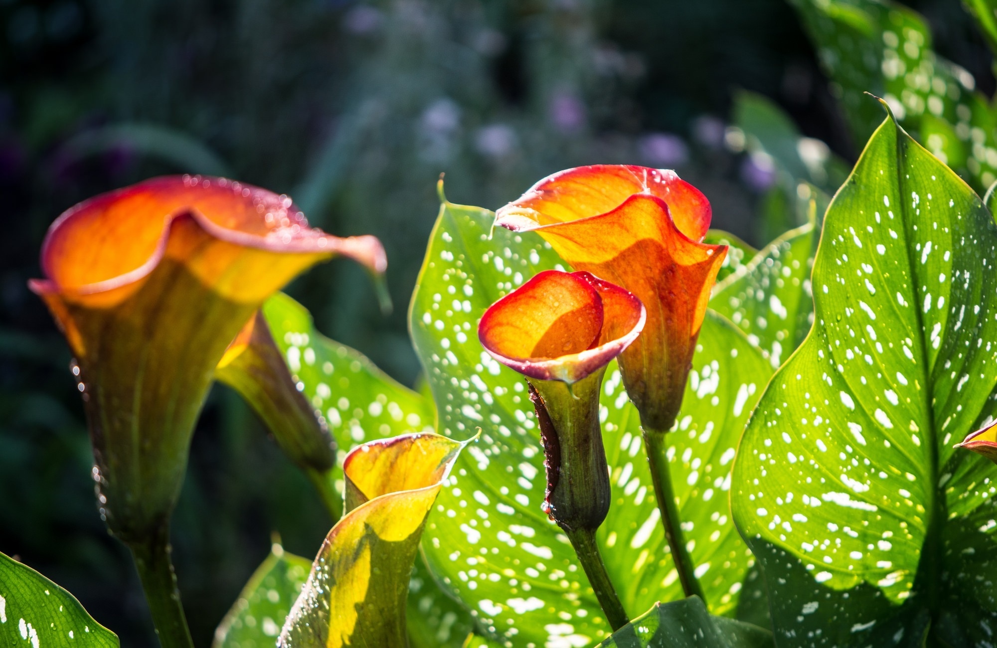 Calla Lily, HD wallpaper background, Nature's elegance, Flower's charm, 2000x1300 HD Desktop