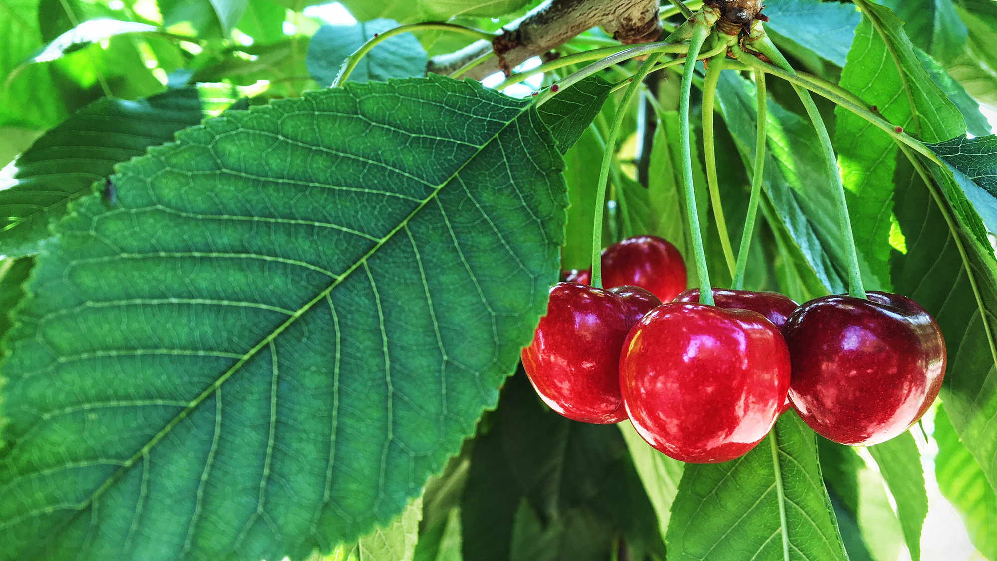 Guide to planting cherry trees, Cultivating cherry orchards, Country's cherry bounty, A tree full of sweetness, 2000x1130 HD Desktop