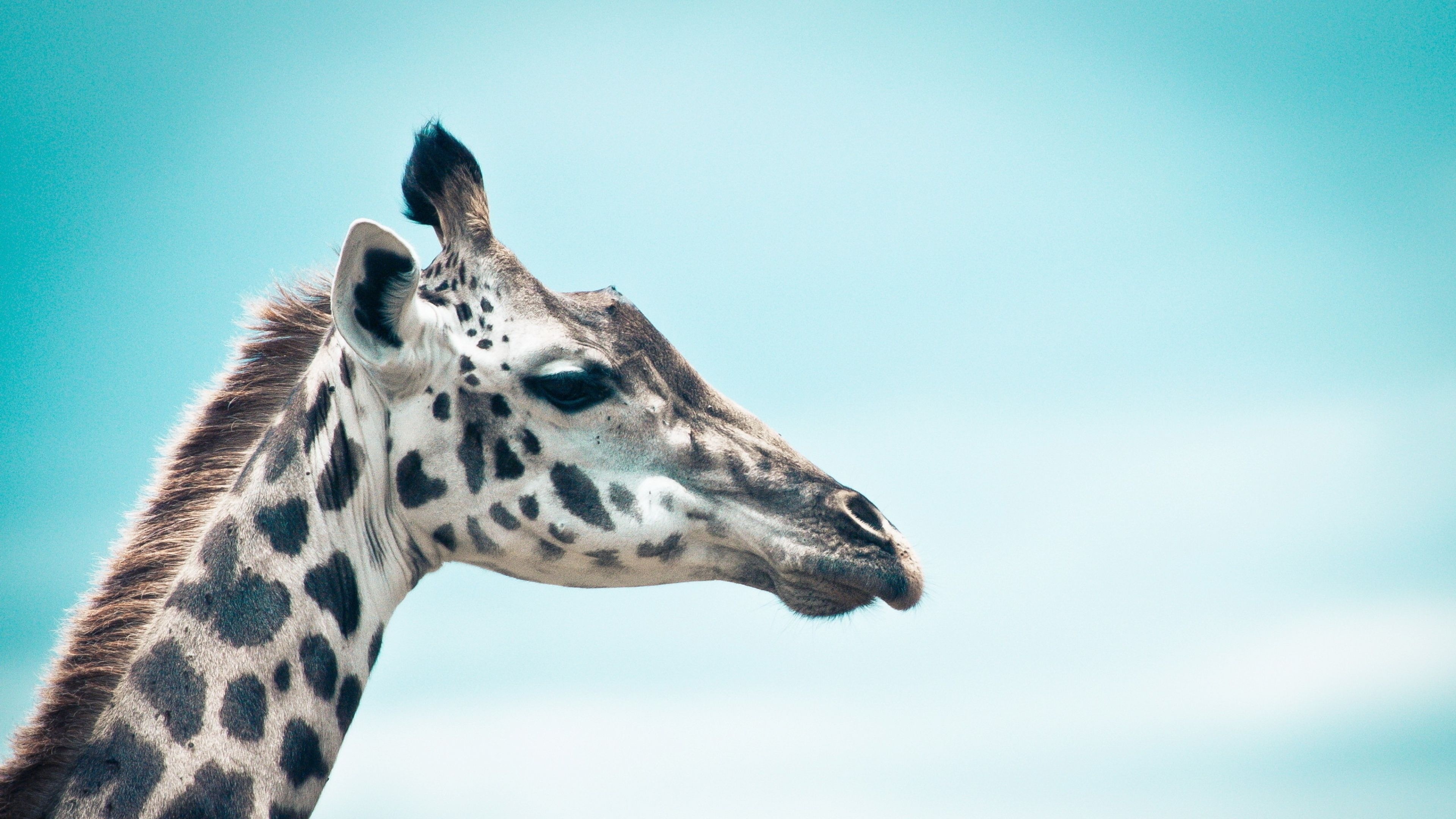 Graceful giraffe silhouette, Majestic muzzle profile, Serene sky backdrop, African wildlife, 3840x2160 4K Desktop