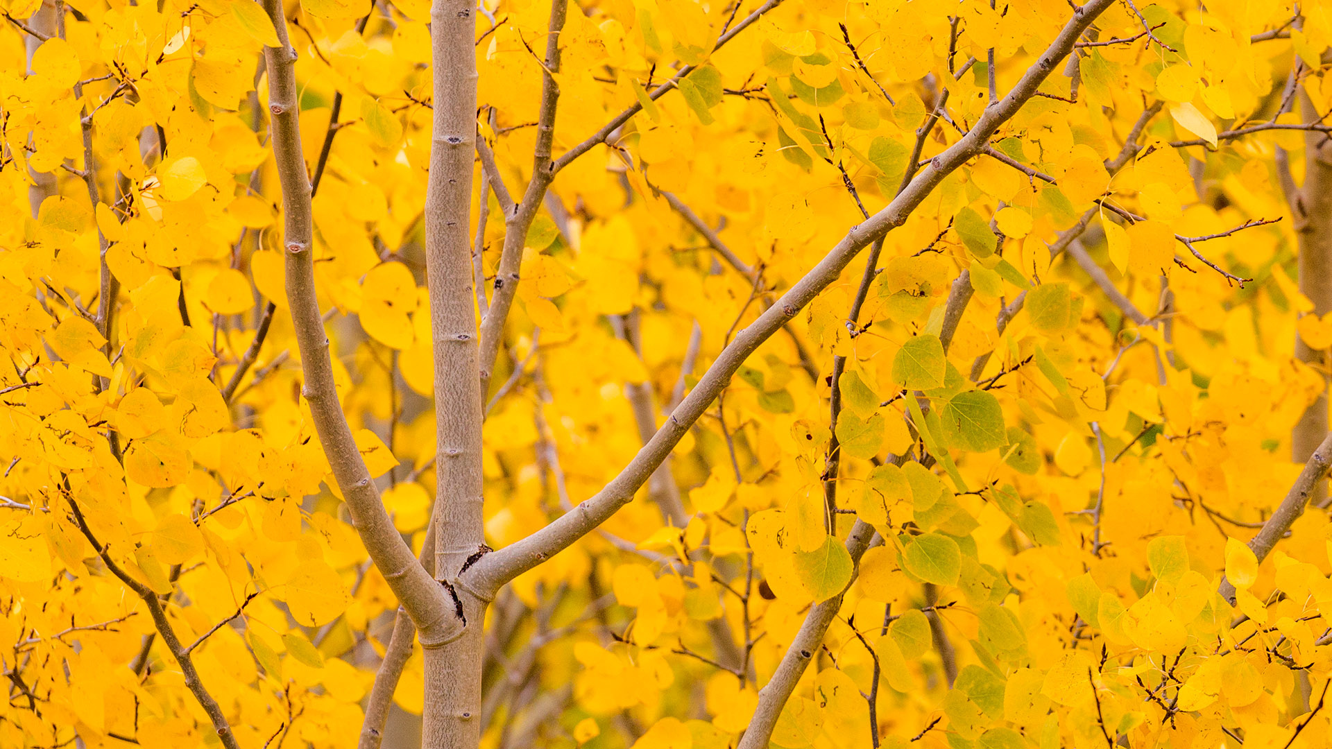 Yellowstone in autumn, Phone and computer backgrounds, Nature's canvas, Everlasting beauty, 1920x1080 Full HD Desktop