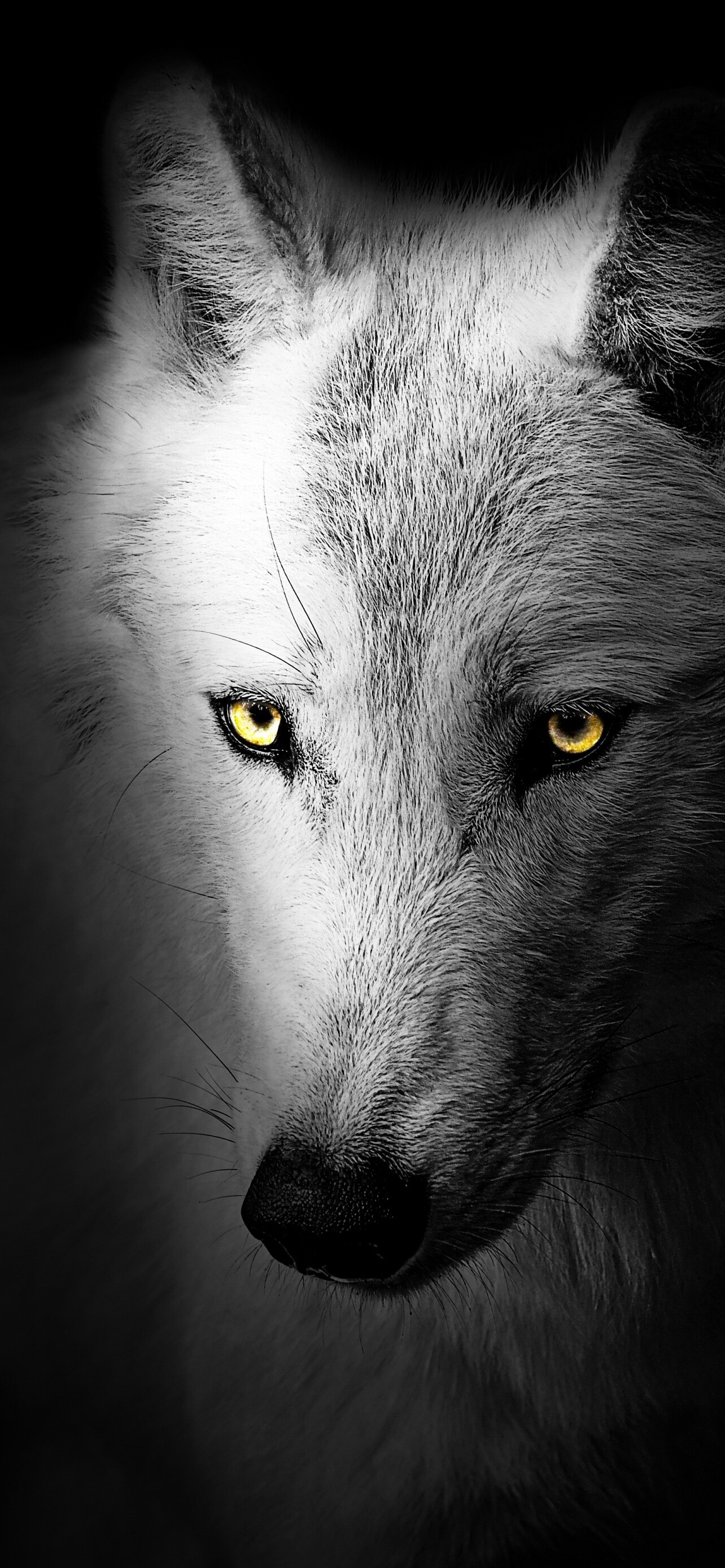 Wild wolf, Mysterious darkness, Untamed nature, Blackened beauty, 1290x2780 HD Phone