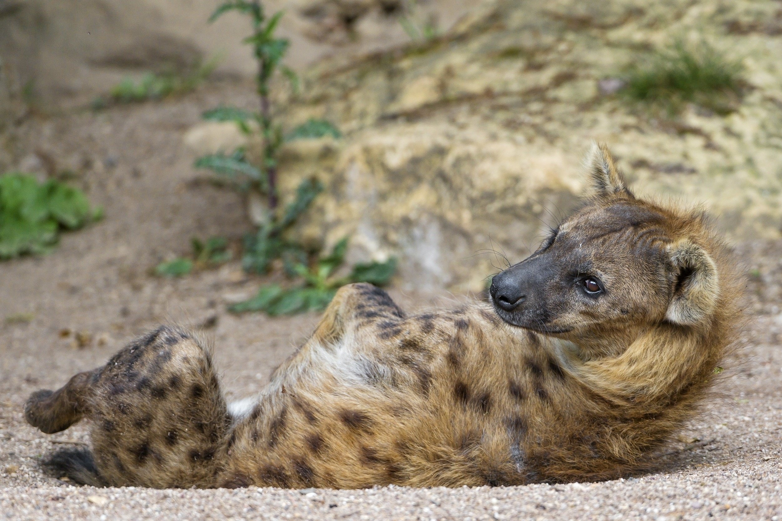 Resting posture, Hyena Wallpaper, 2500x1670 HD Desktop