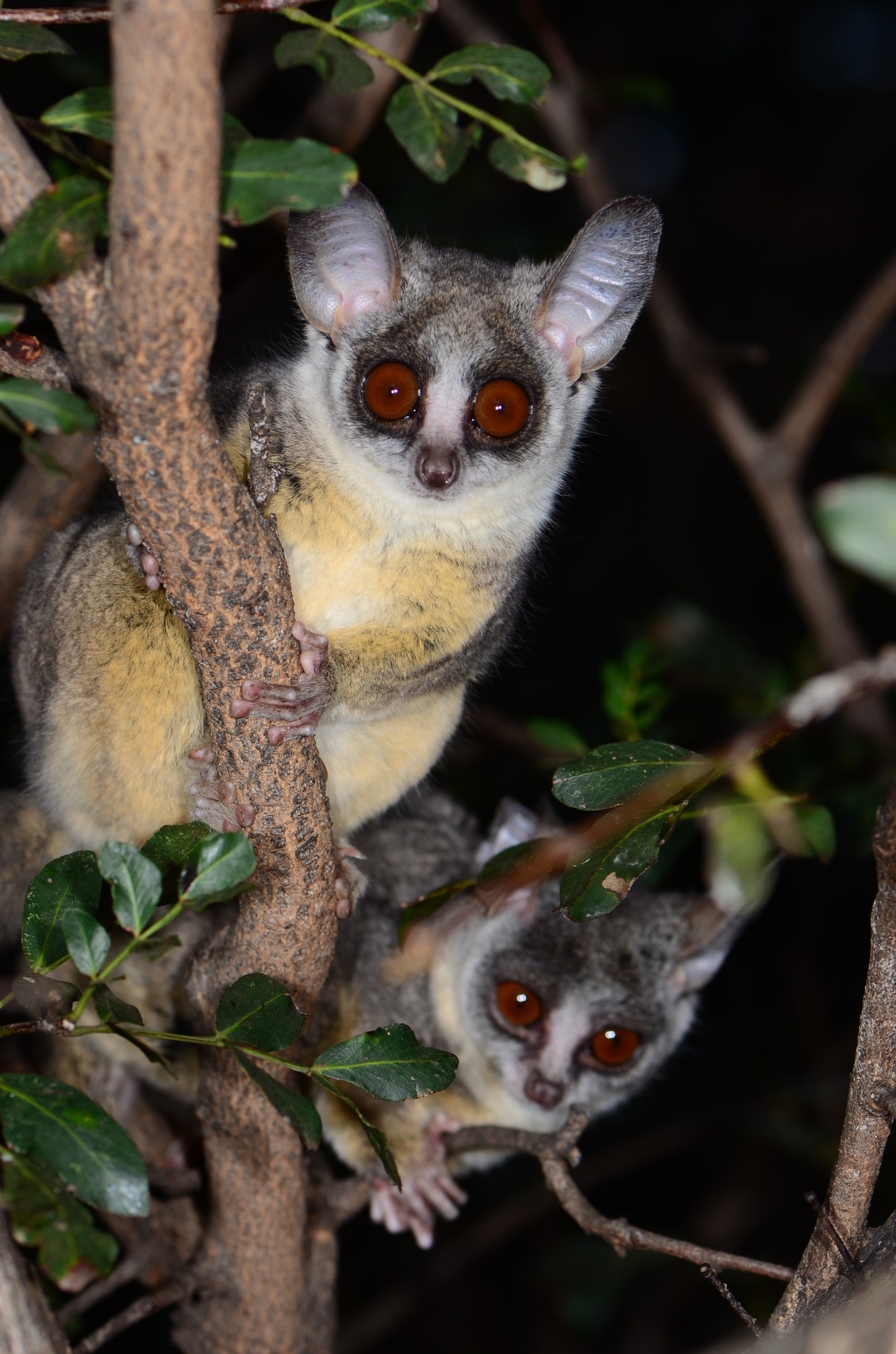 Couple, Bush Baby (Galago) Wallpaper, 1360x2050 HD Phone