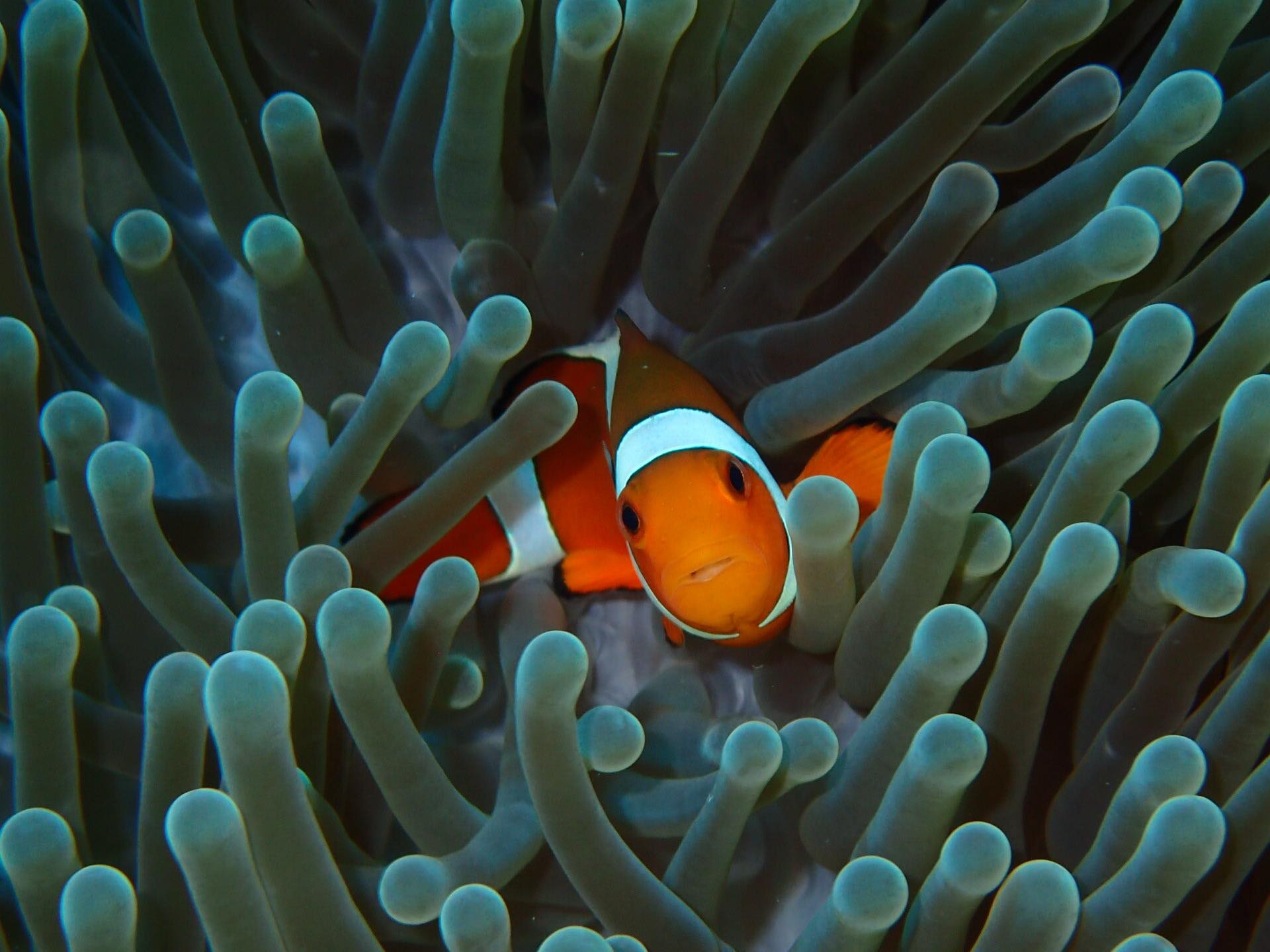 Clownfish, Samantha Johnson, Posted,, 1920x1440 HD Desktop