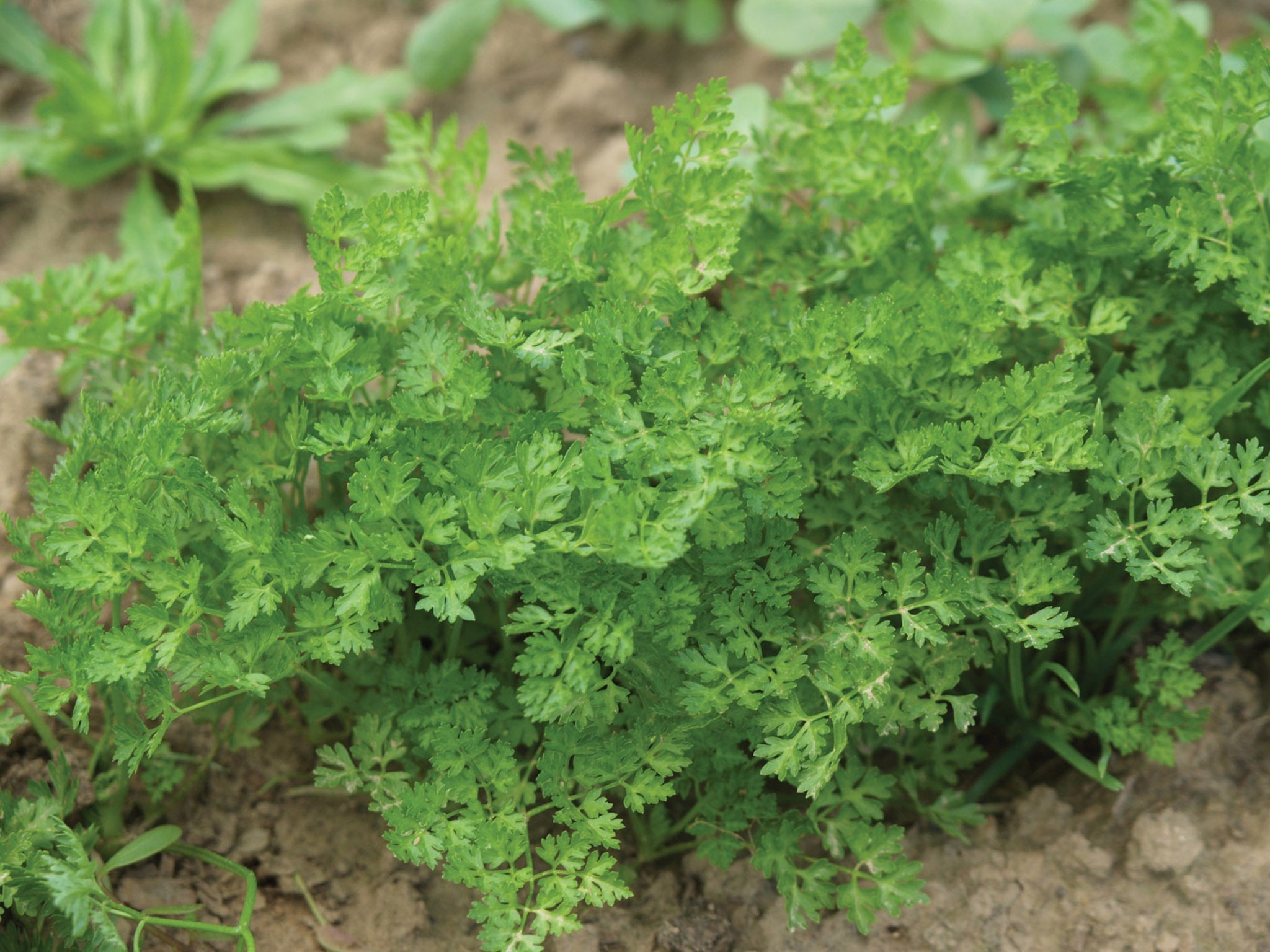 Chervil, Brussels winter vertissimo, William dam seeds, 2050x1540 HD Desktop