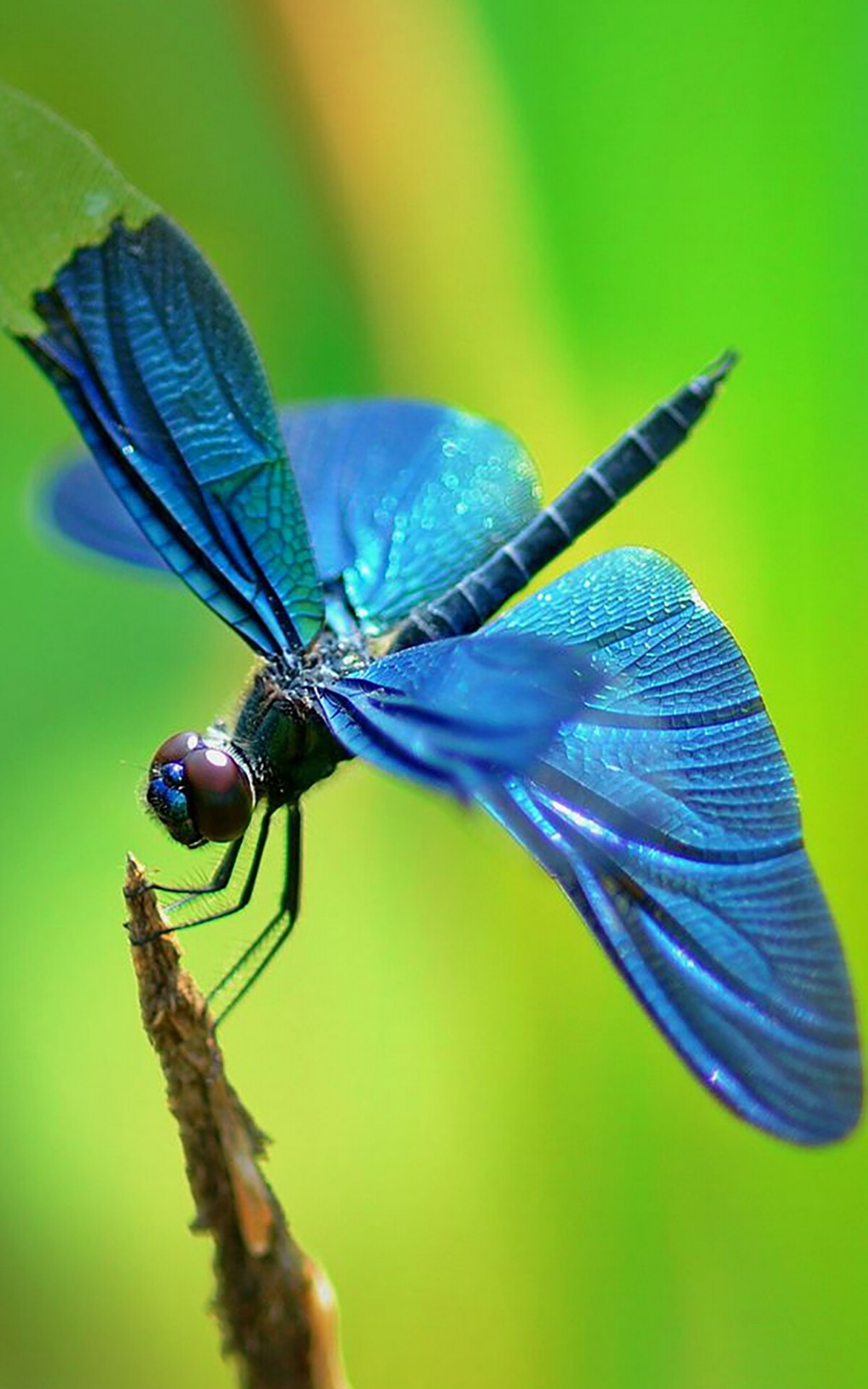 Insect in focus, Dragonfly wallpaper, iPhone backgrounds, Captivating creature, 1200x1920 HD Phone