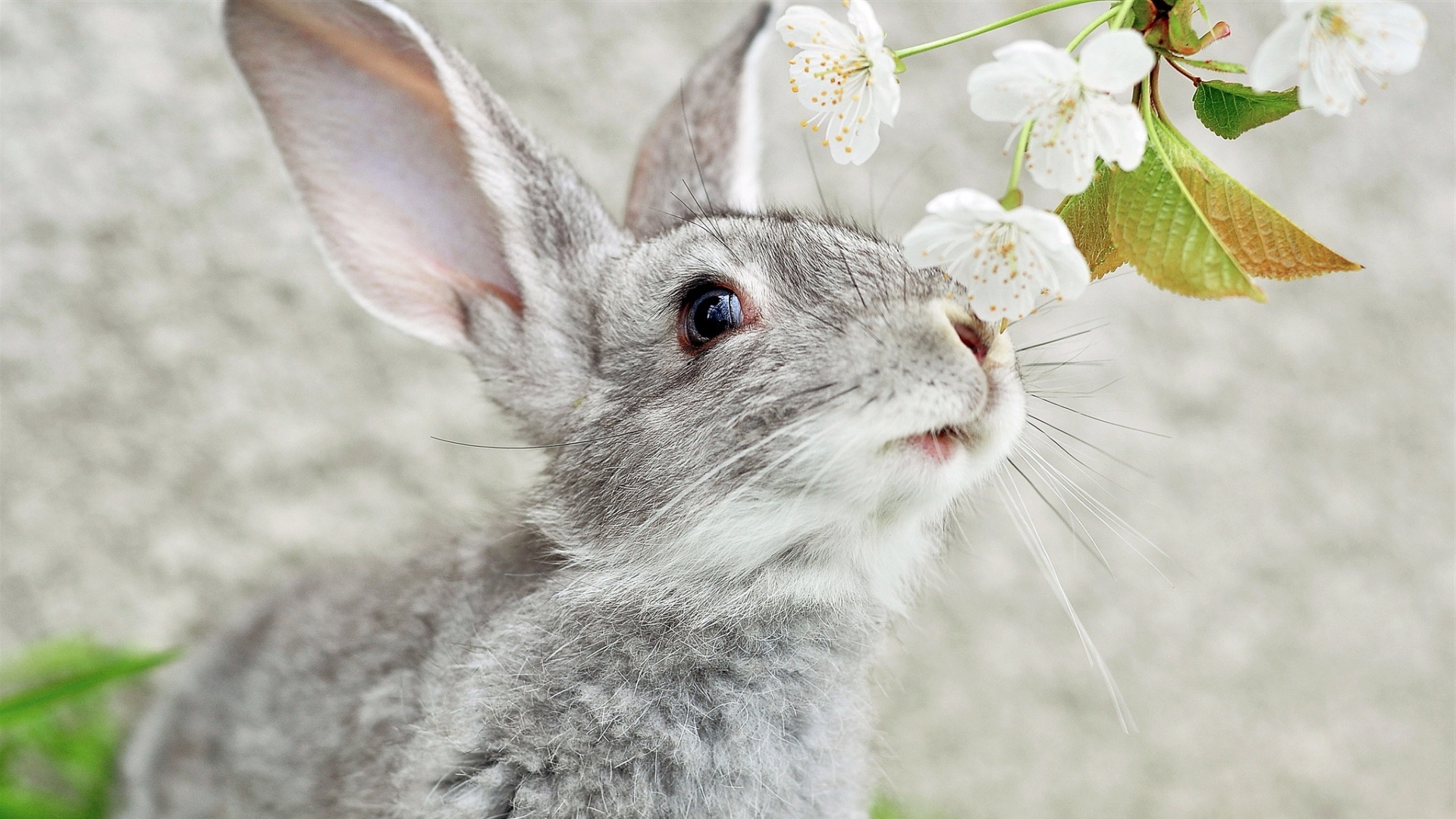 Bunny, Rabbits, HD wallpaper, Cute animals, 1920x1080 Full HD Desktop