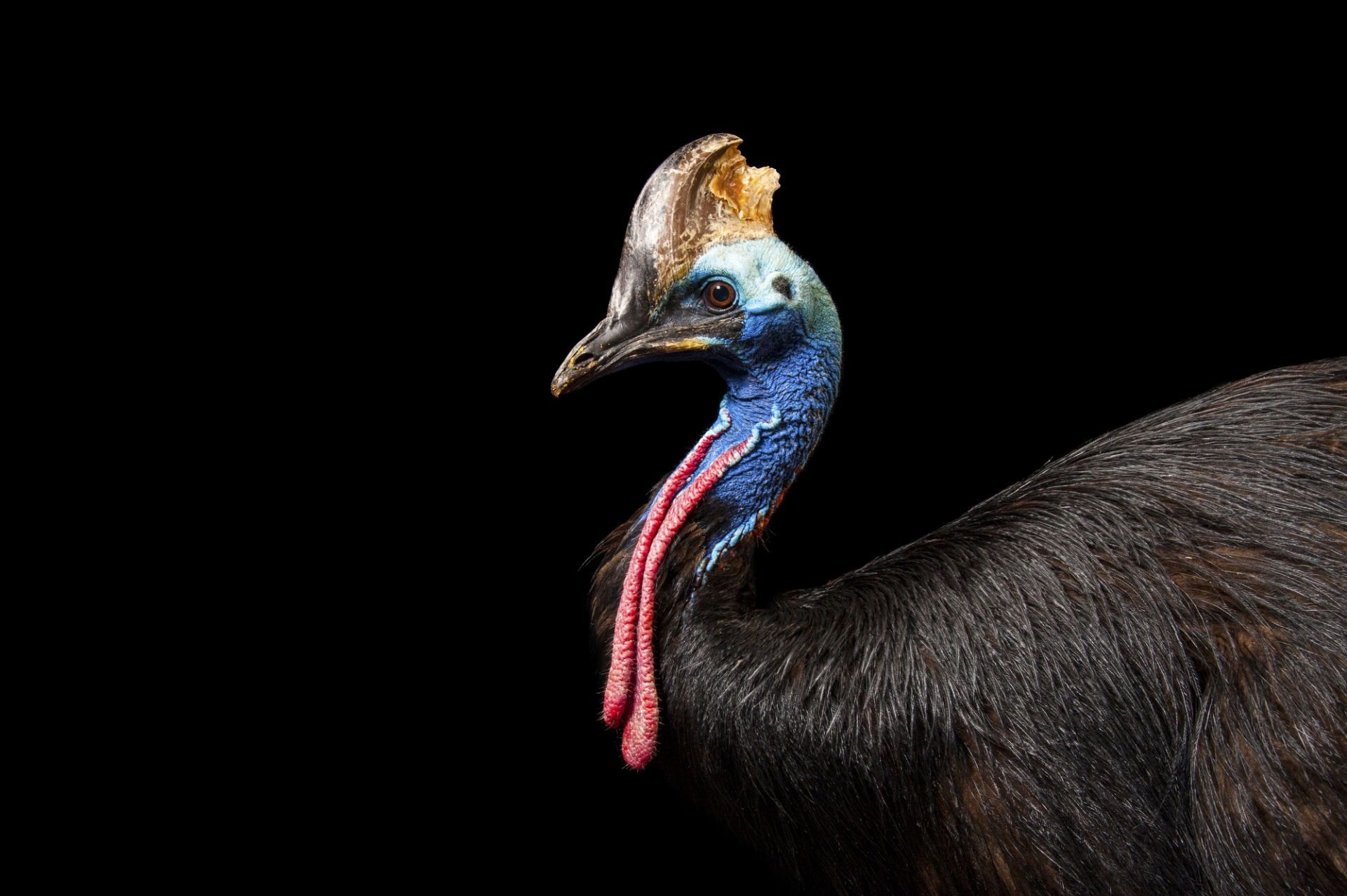 Endangered double-wattled cassowary, Gladys Porter Zoo resident, Art reference photos, Zoo sighting, 1920x1280 HD Desktop