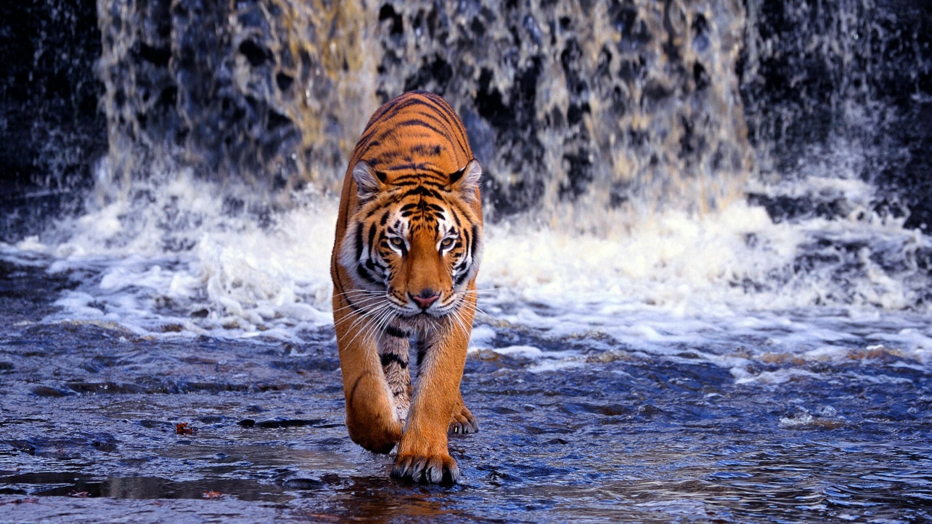 Airbrushed tiger masterpiece, Artistic tiger imagery, 1920x1080 Full HD Desktop