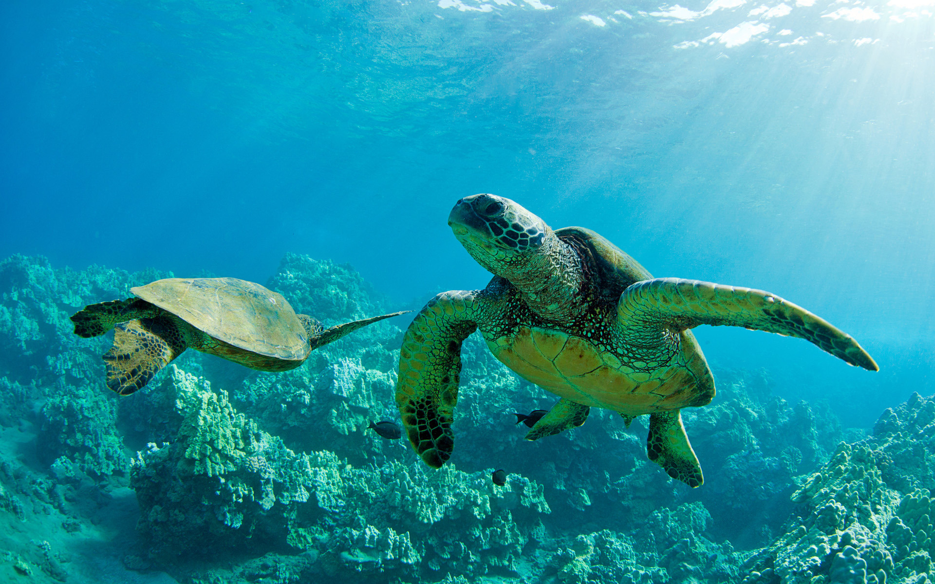 Green sea turtles, Maui's paradise, Hawaiian delight, Breathtaking wallpaper, 1920x1200 HD Desktop