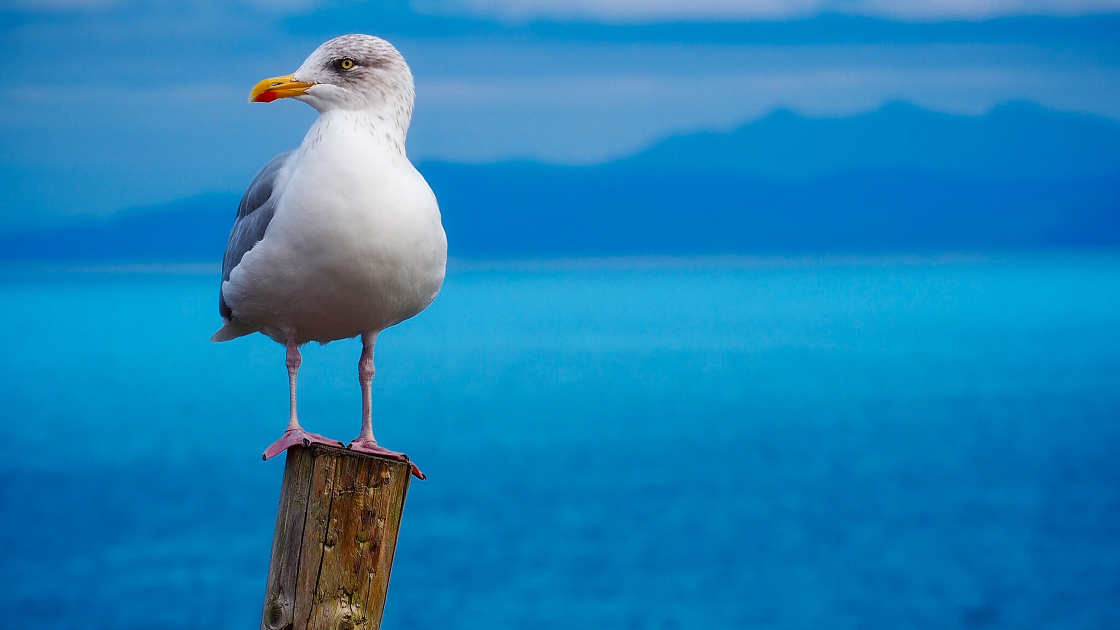 Seagull, Birds, Sky, Nature, 3840x2160 4K Desktop