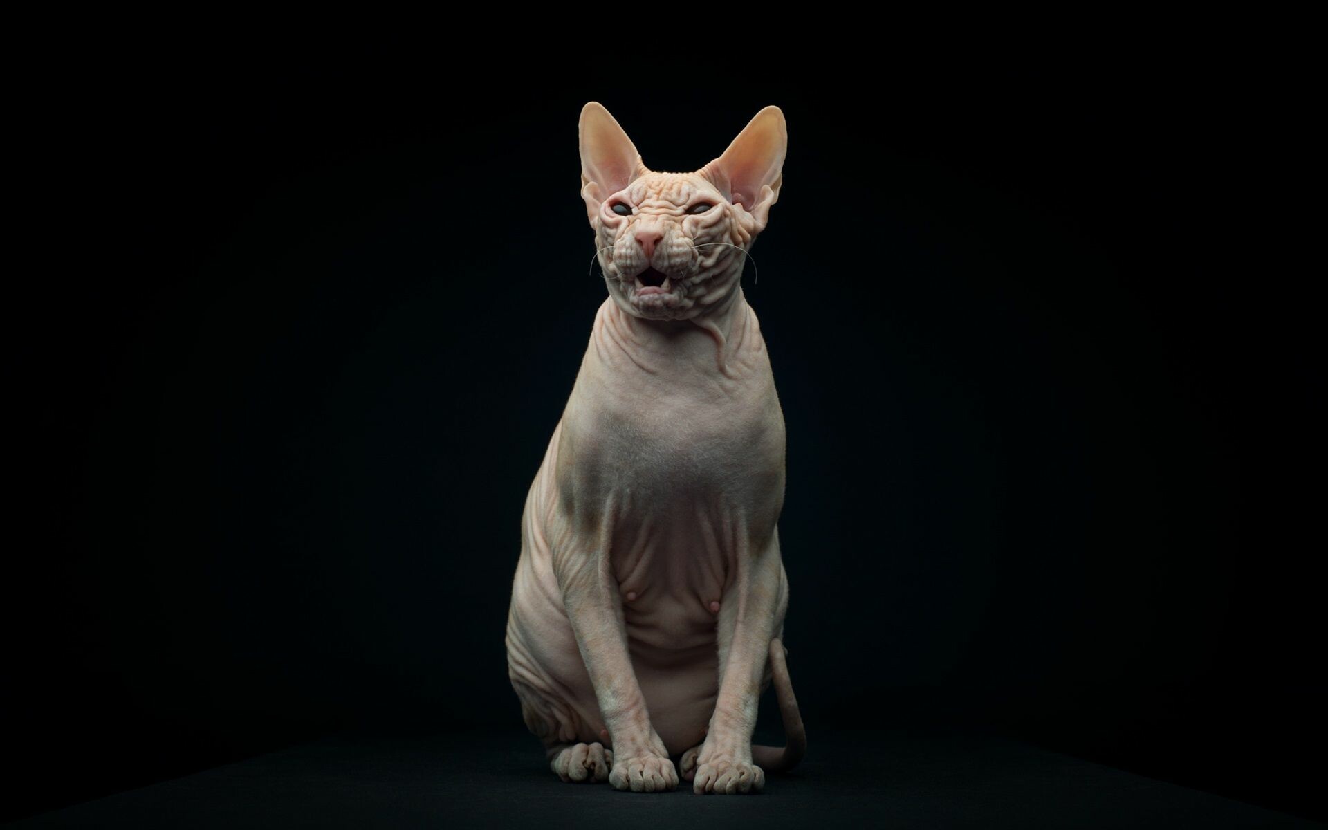 Sphynx cat, Hairless feline, Mysterious charm, Unique breed, 1920x1200 HD Desktop