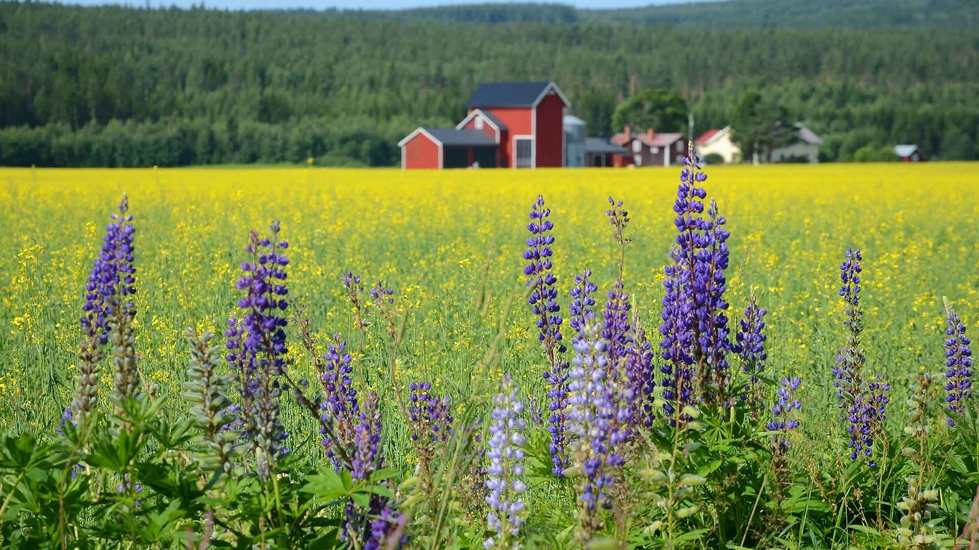 Sweden in summer, Nordic visitor, Travel recommendations, Scenic beauty, 1920x1080 Full HD Desktop