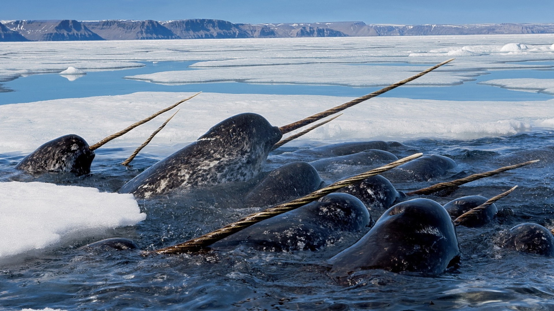 Narwhal, Ice sea, Wallpaper, 1920x1080 Full HD Desktop
