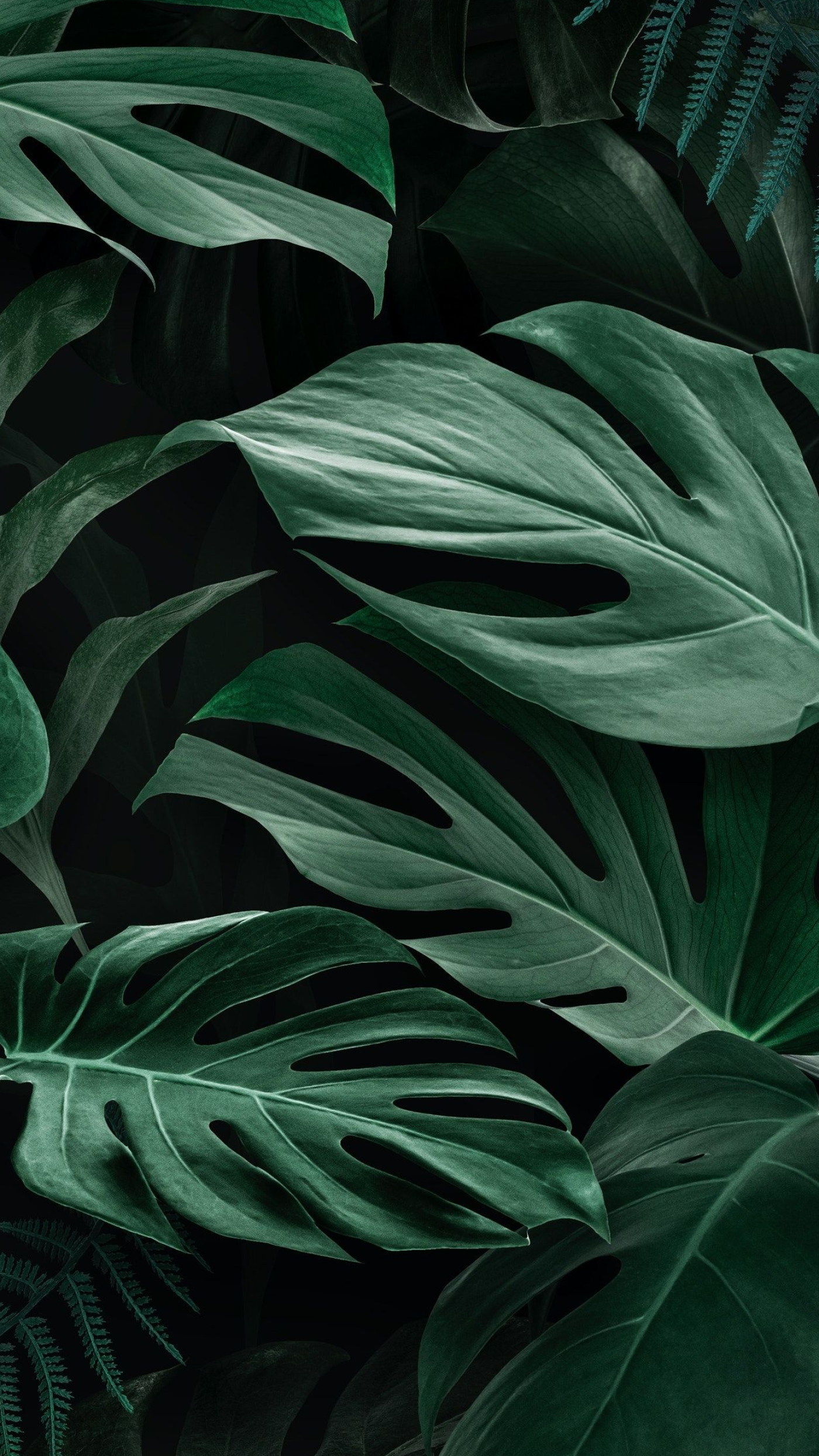 Green Leaf, Pin on 136, 1400x2490 HD Phone