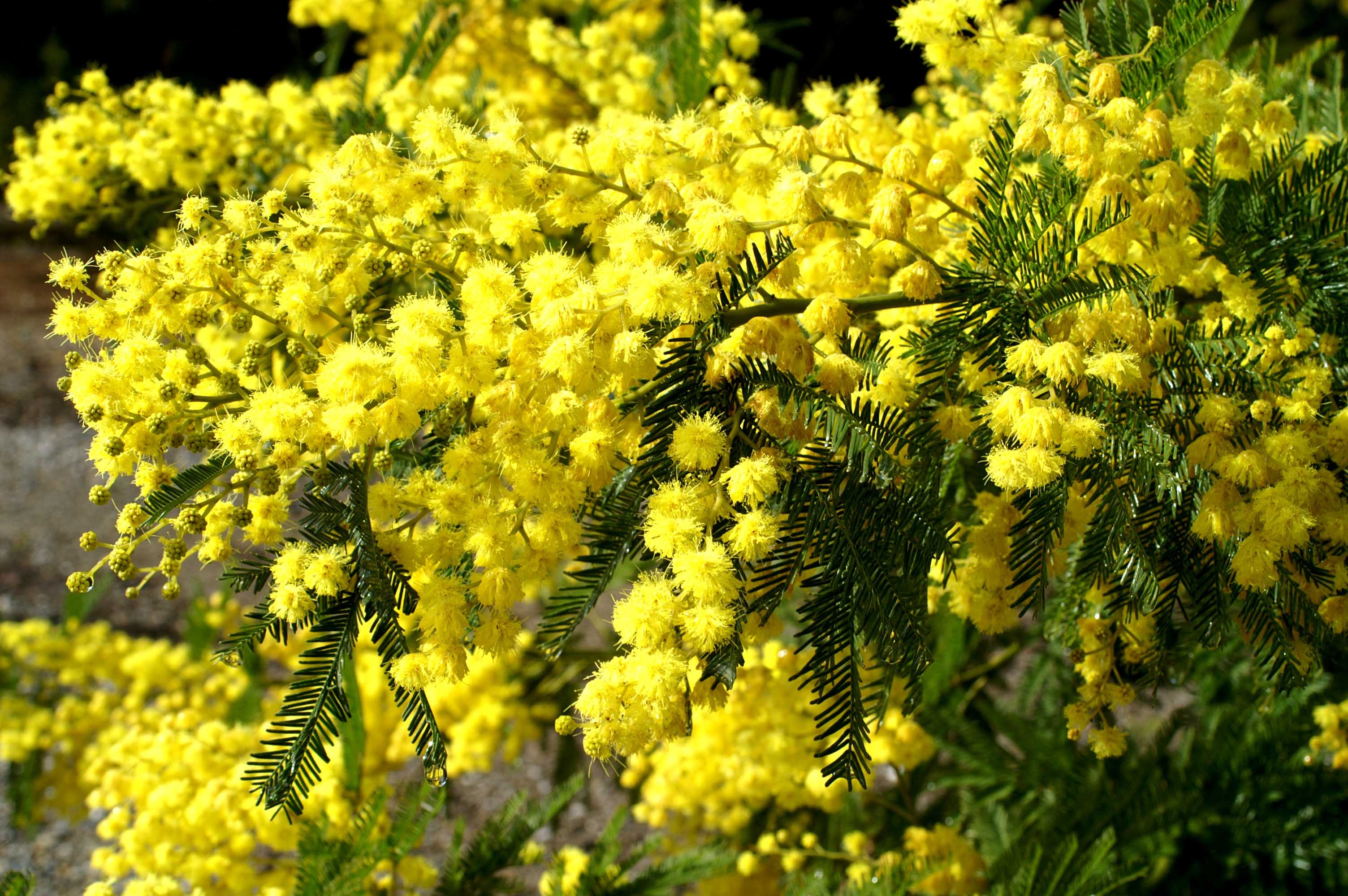 Acacia Tree, Stunning wallpapers, Nature's artwork, Serene beauty, 3010x2000 HD Desktop
