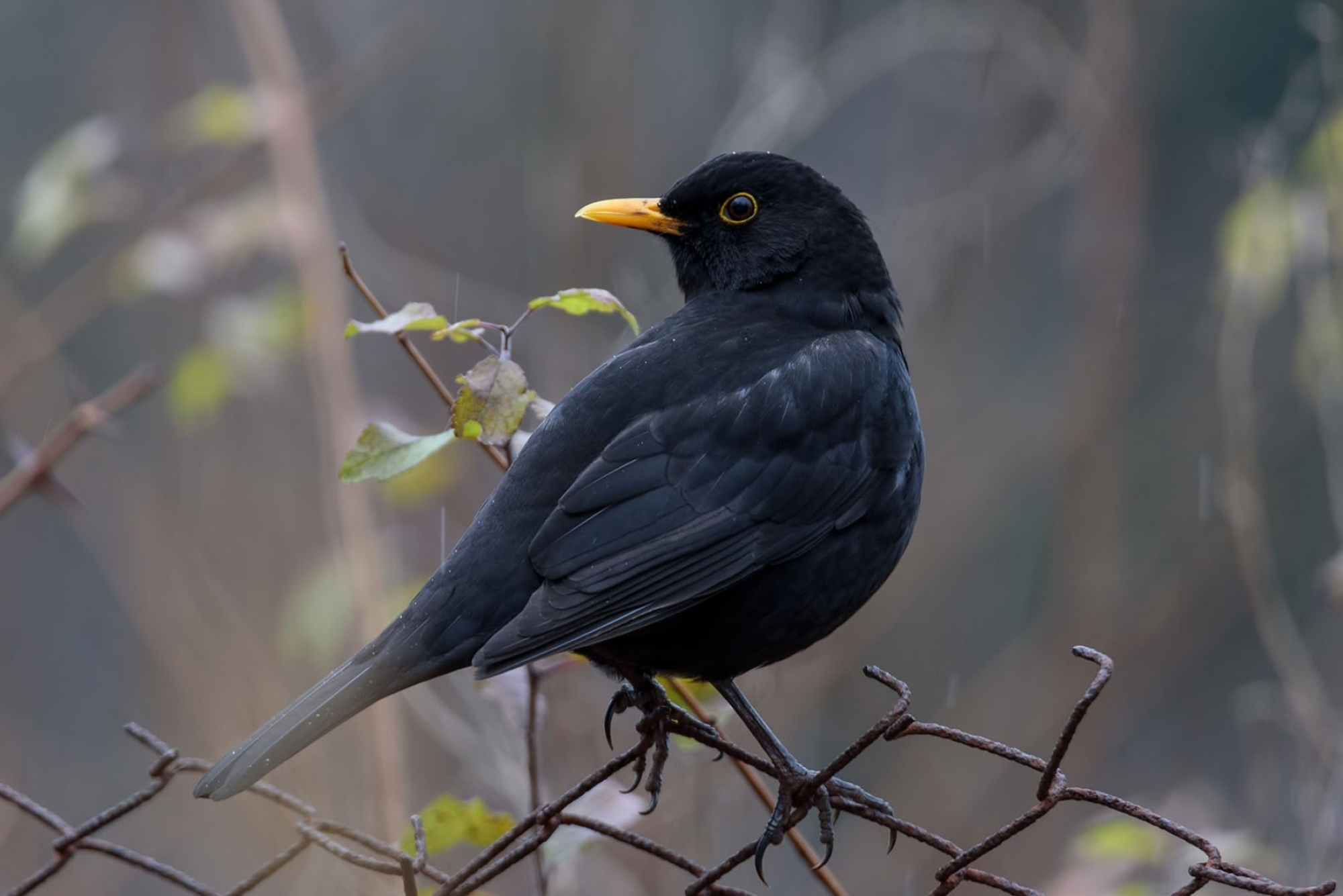 Common Blackbird, Eurasian Blackbird, Turdus merula, Avian species, 2000x1340 HD Desktop