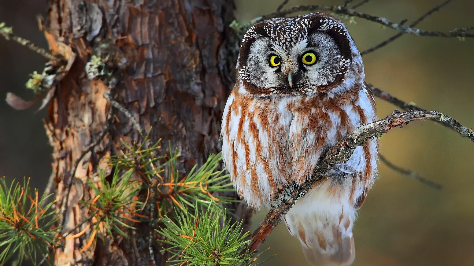 Boreal owl, Owls Wallpaper, 1920x1080 Full HD Desktop