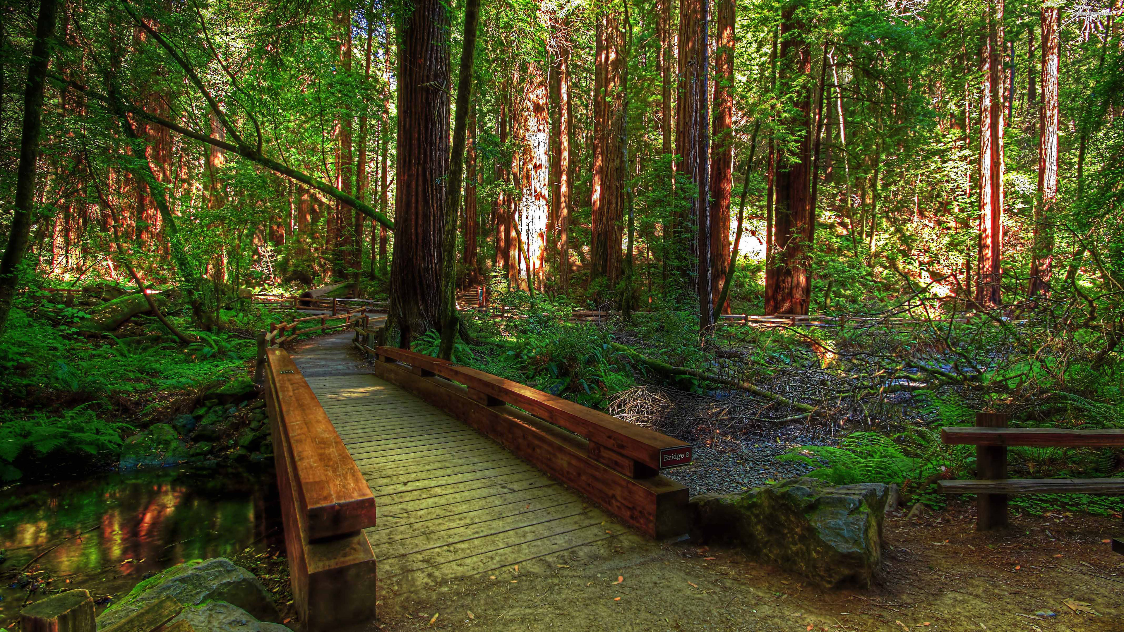 Muir Woods National Monument, Redwood tree Wallpaper, 3840x2160 4K Desktop