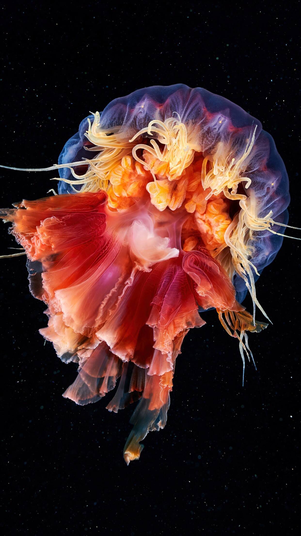 Jellyfish wallpaper, Cyanea capillata, Majestic animals, Striking beauty, 1250x2210 HD Phone