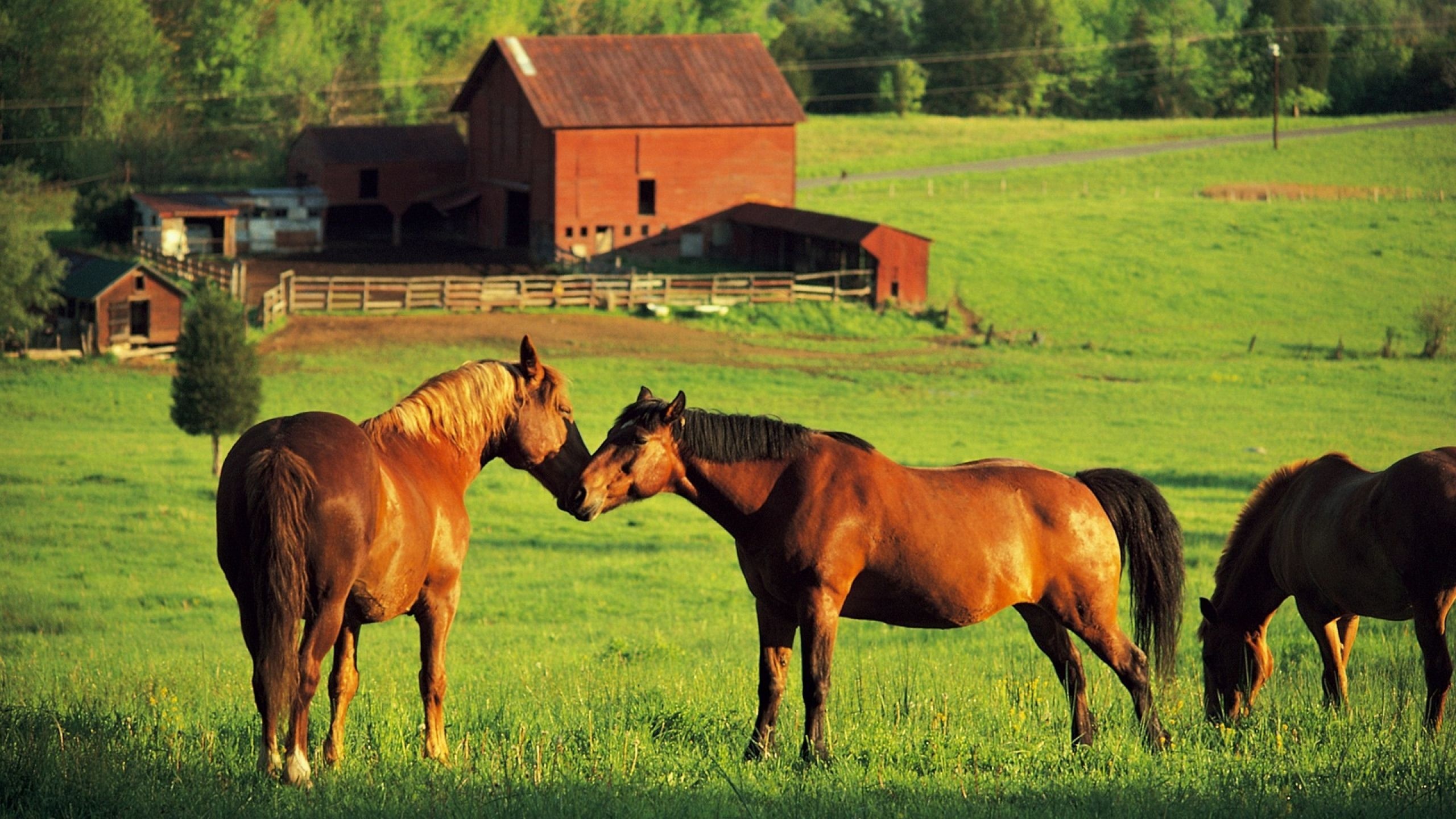 Farm animal wallpapers, Adorable and cute, Heartwarming images, Farmyard companions, 2560x1440 HD Desktop