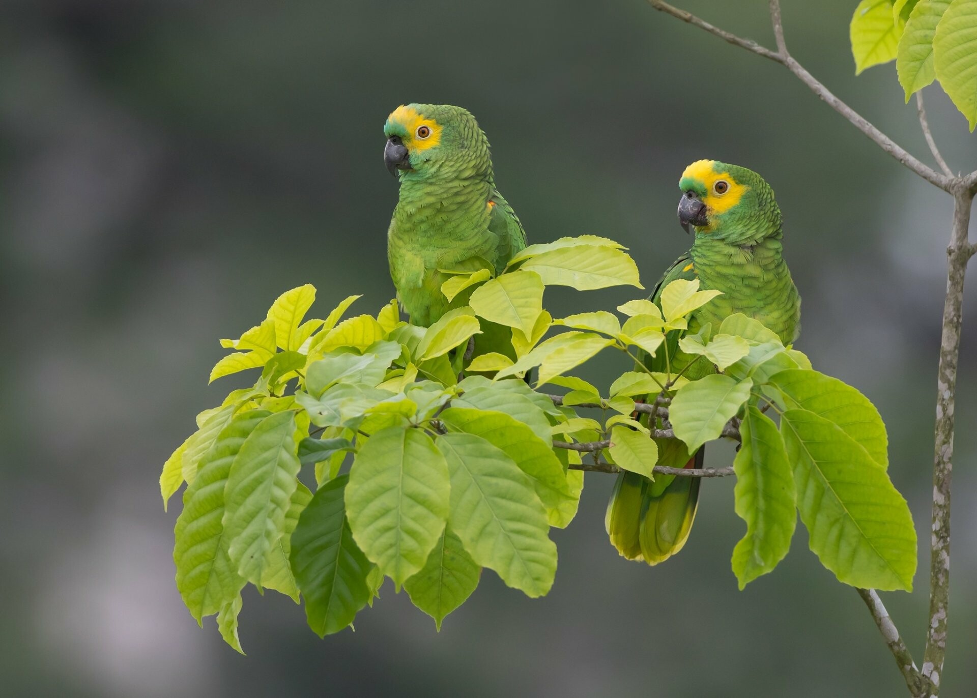 Loro guaro, Parrots Wallpaper, 1920x1380 HD Desktop