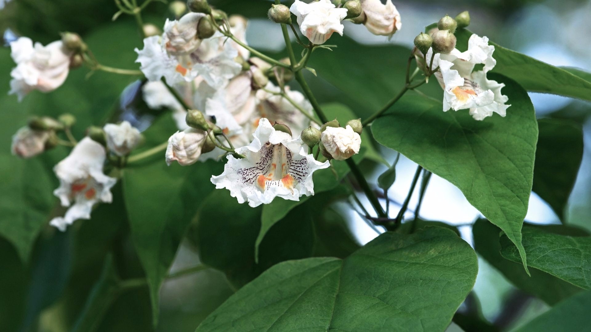 Northern catalpa, Rarely unnoticed, Arbor Day Blog, 1920x1080 Full HD Desktop